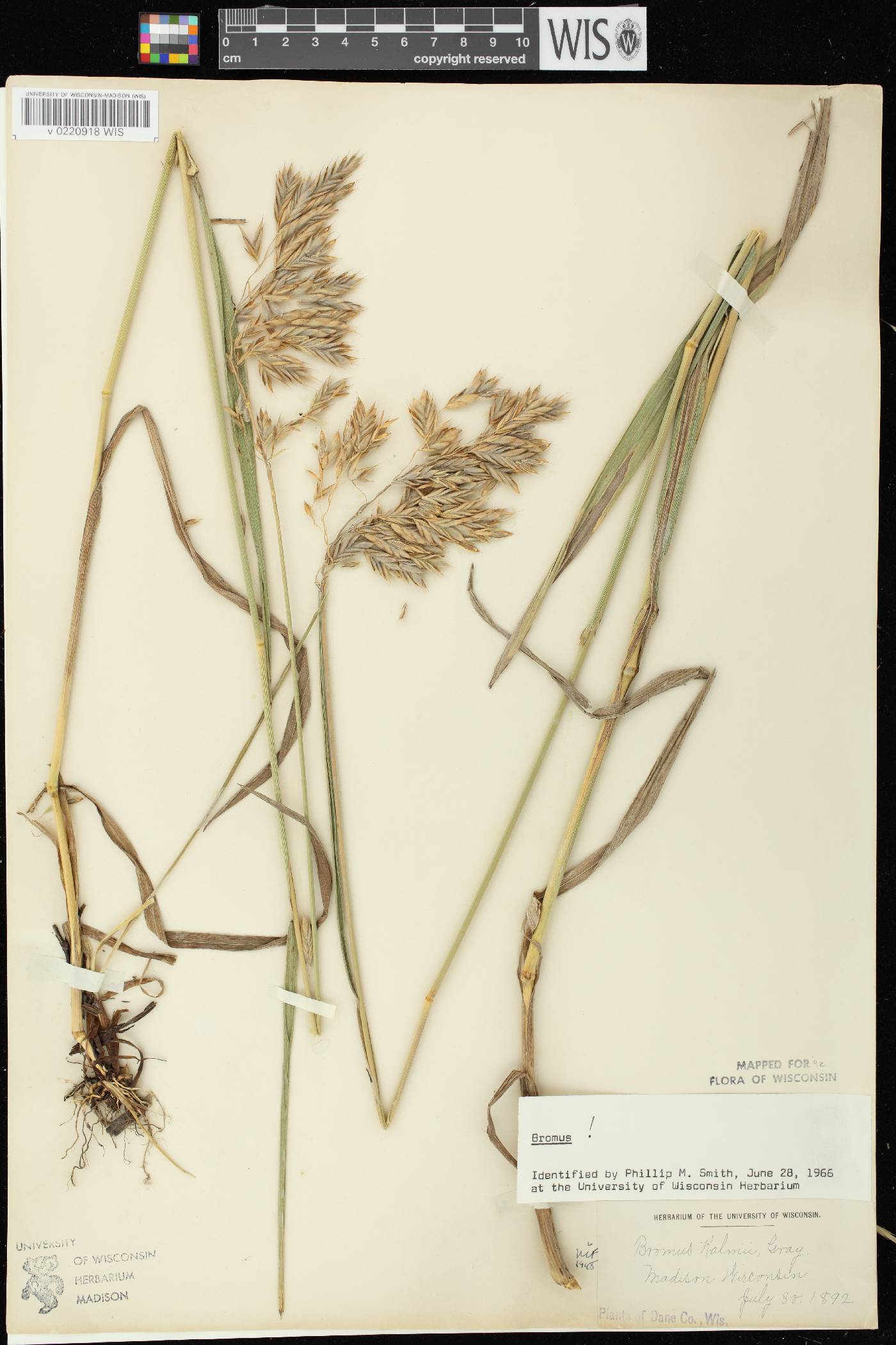 Bromus kalmii image