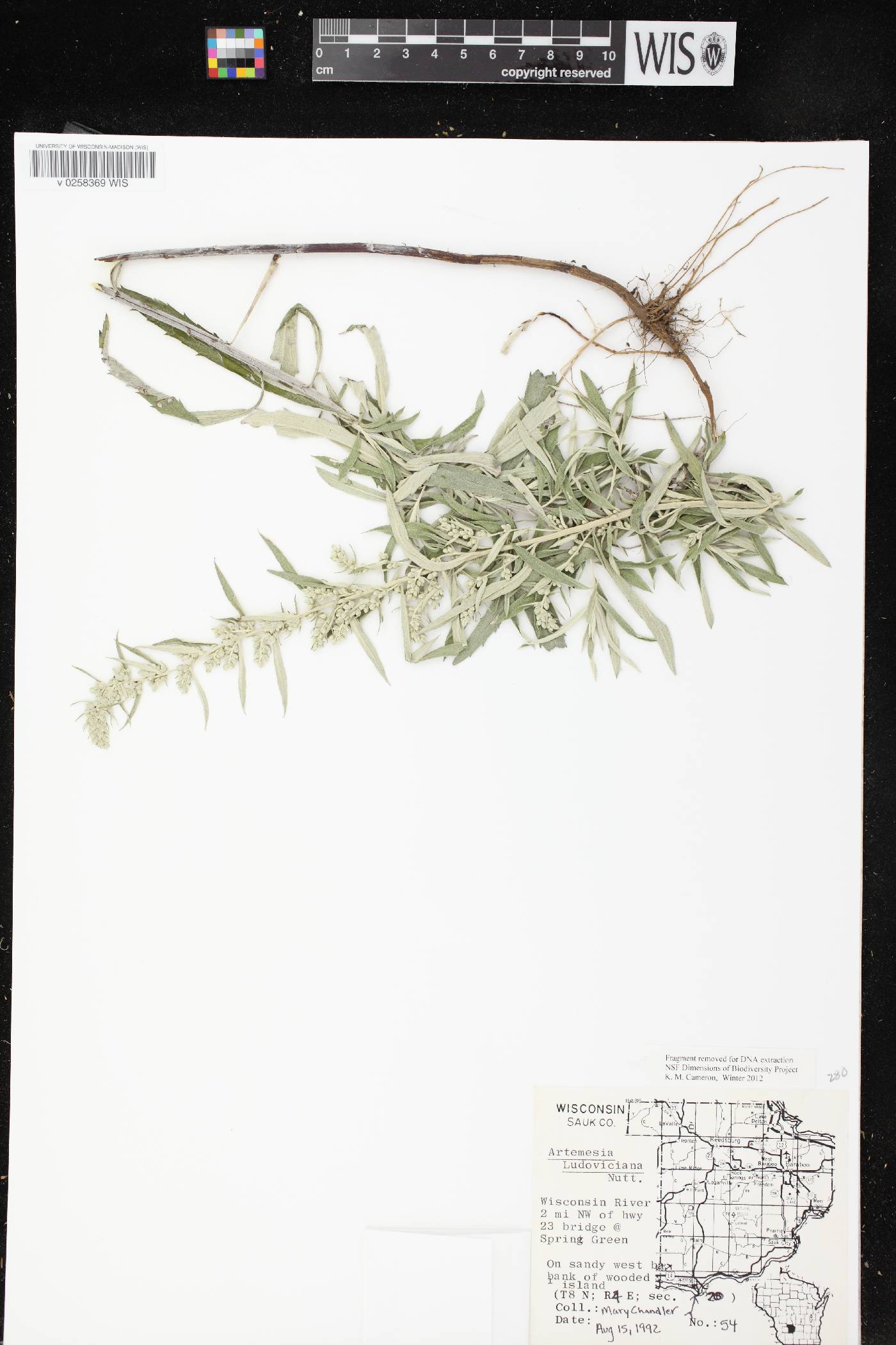 Artemisia ludoviciana image