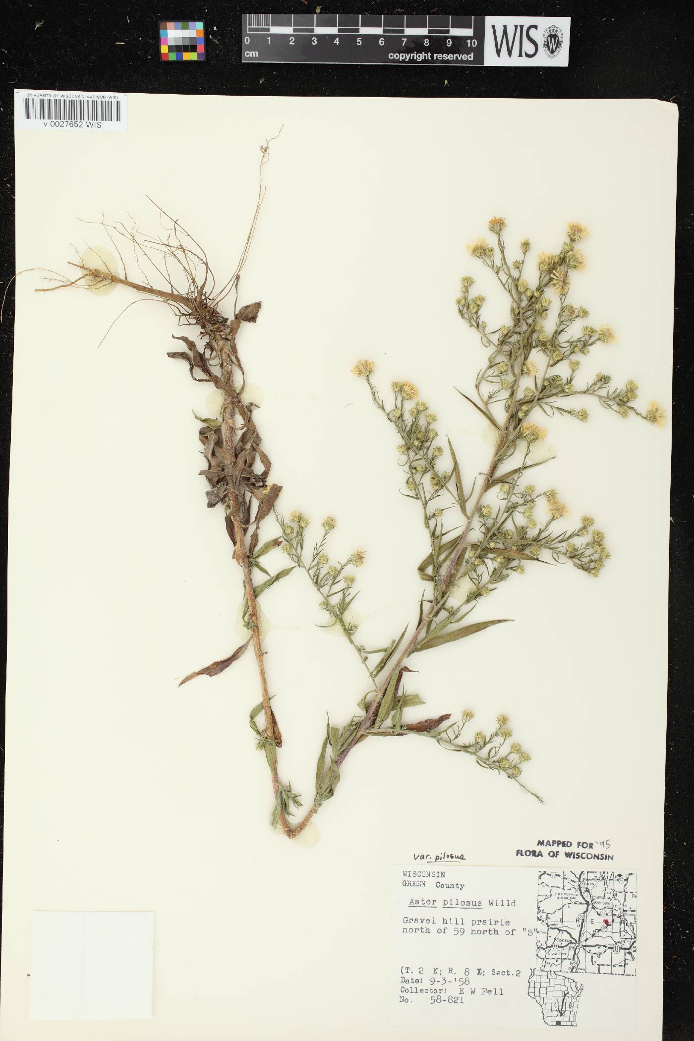 Symphyotrichum pilosum image