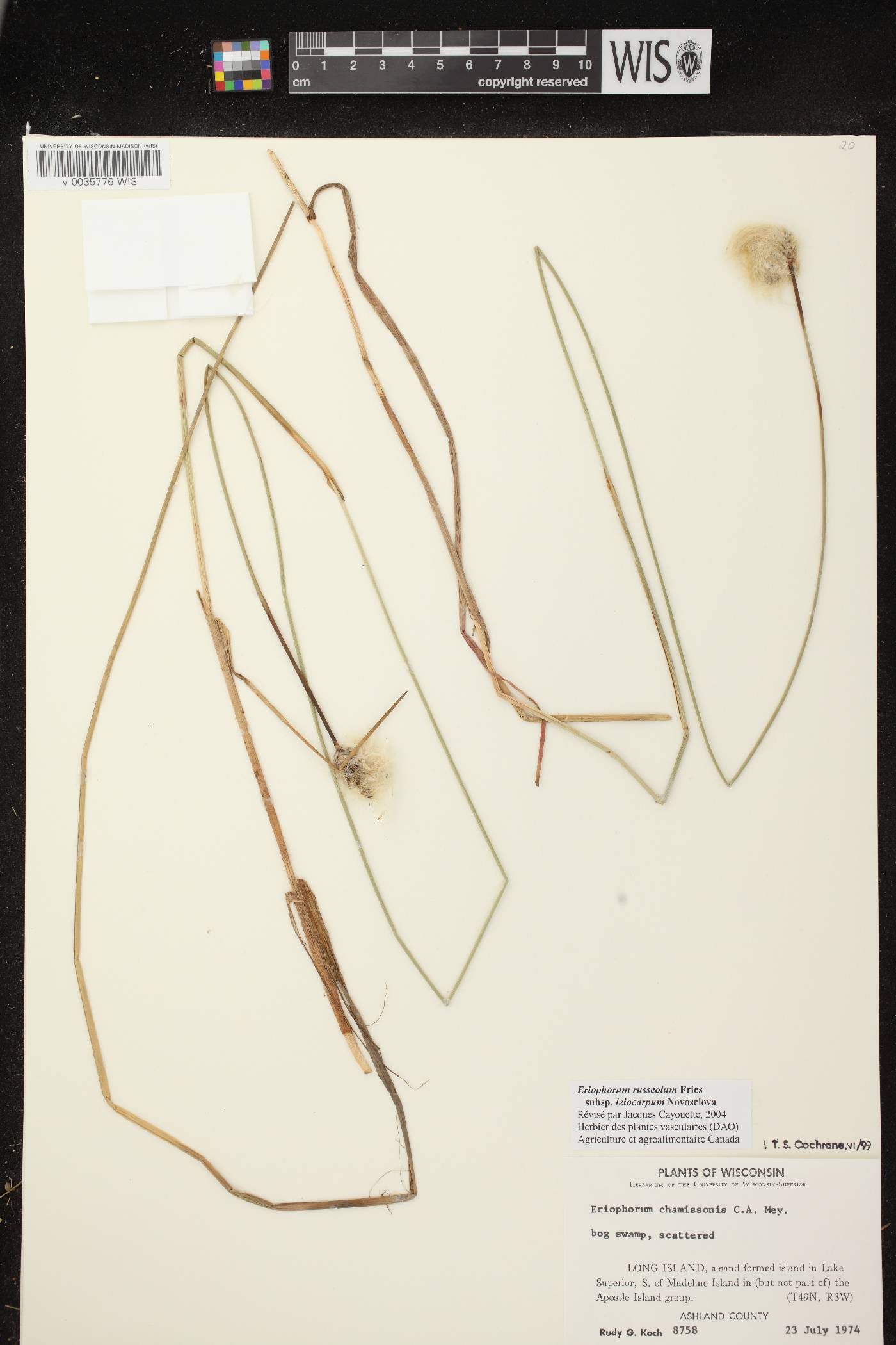 Eriophorum chamissonis image