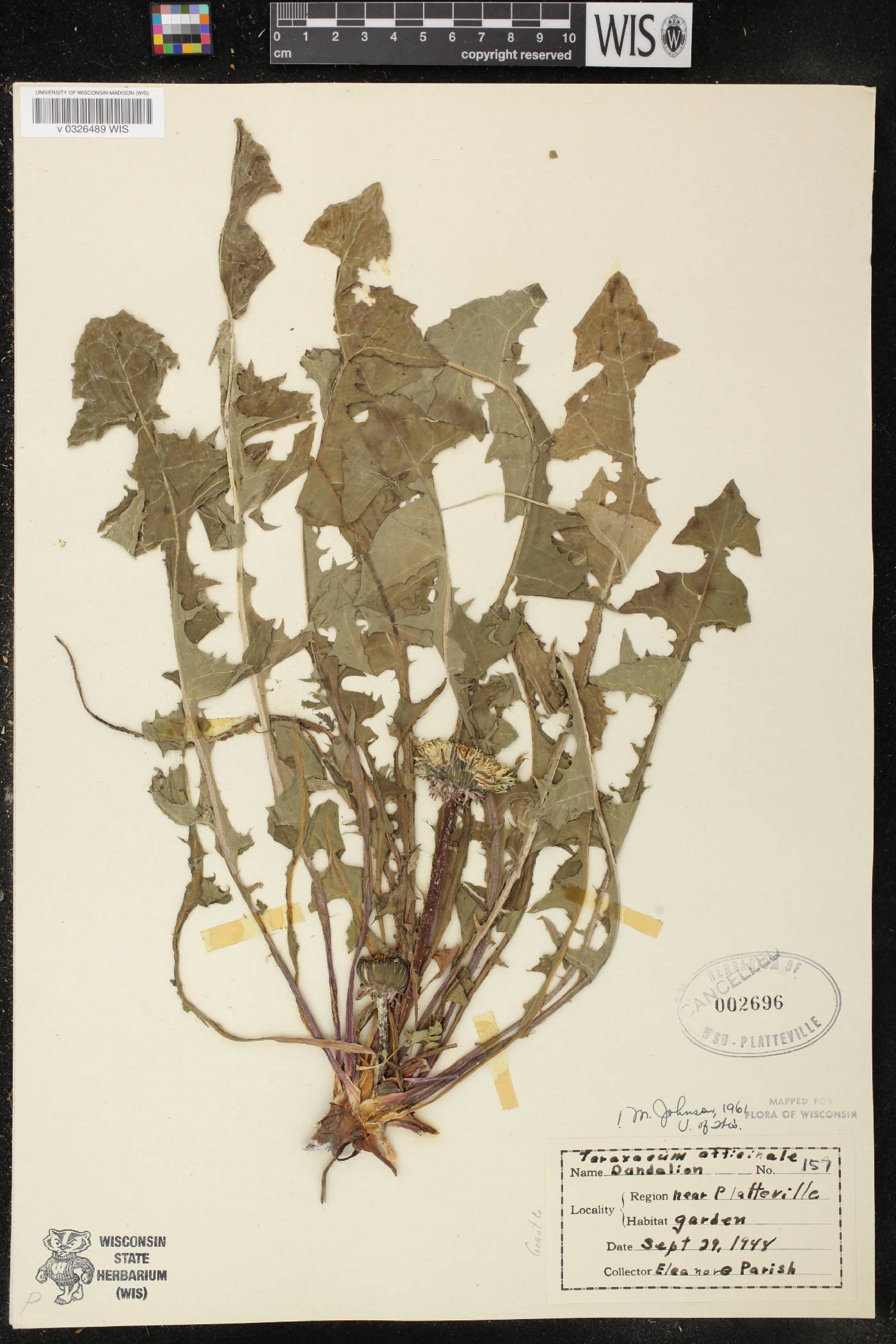 Taraxacum officinale image