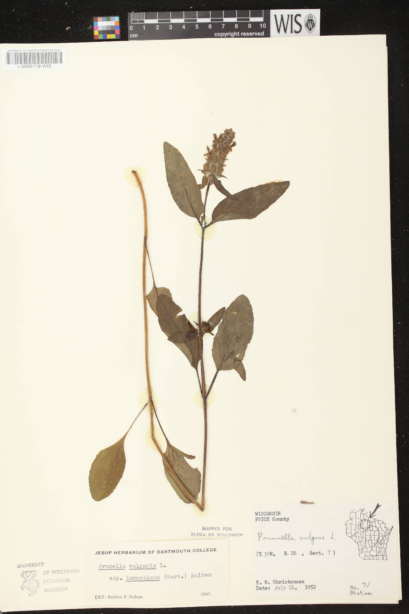 Prunella vulgaris image