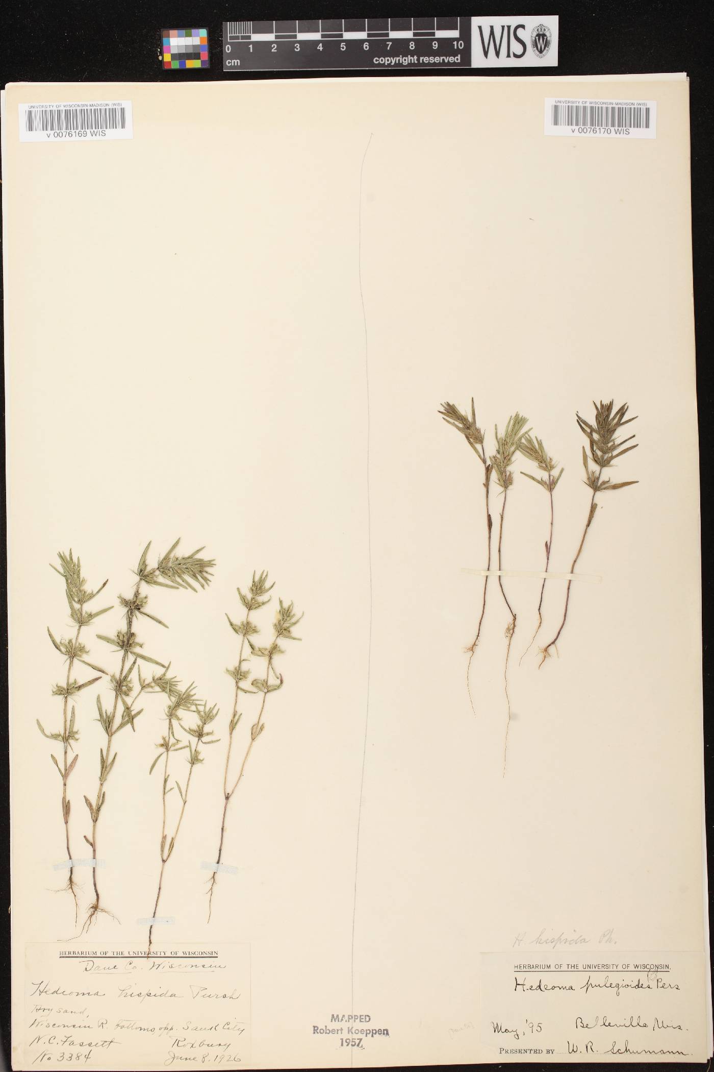 Hedeoma hispida image