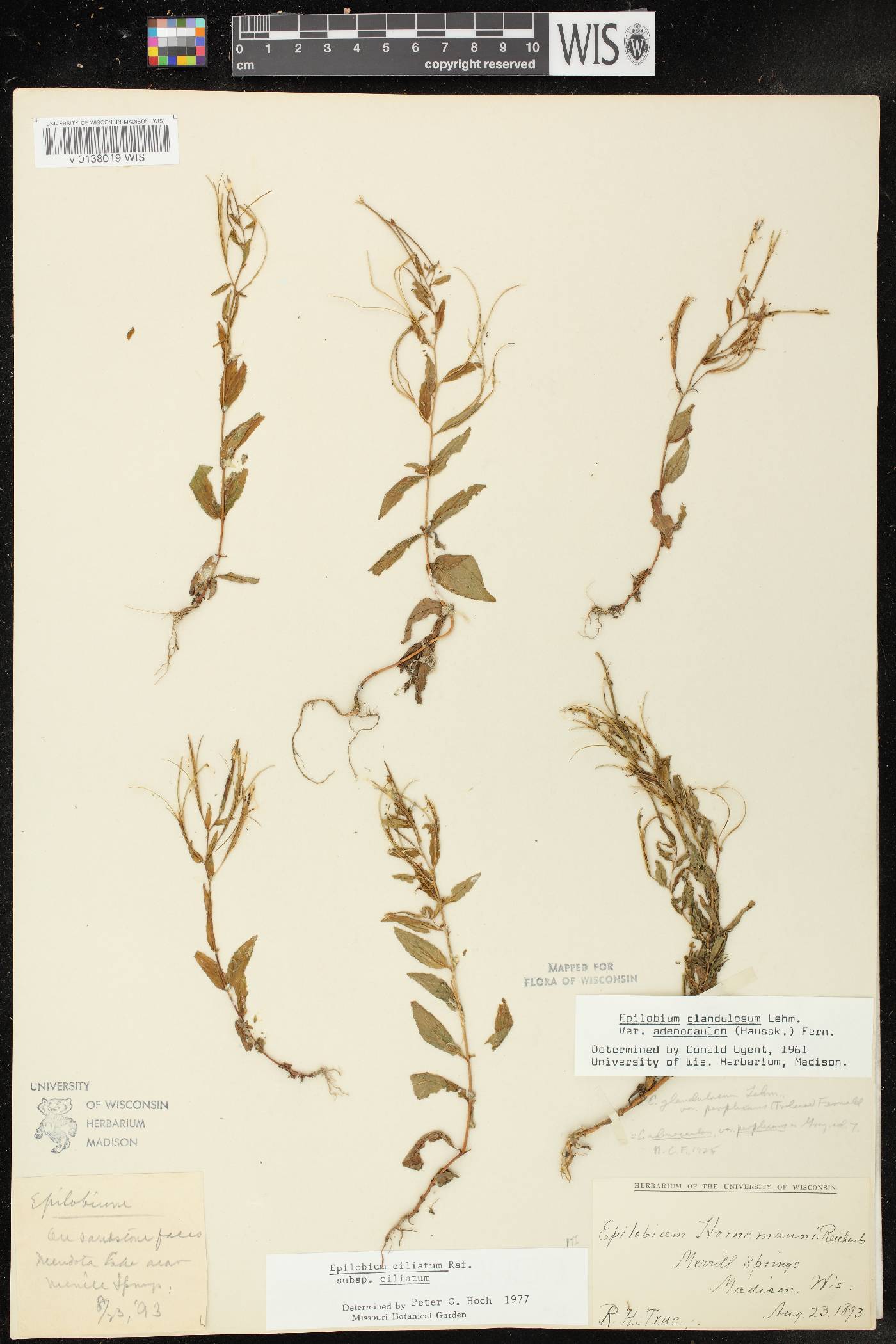 Epilobium ciliatum subsp. ciliatum image