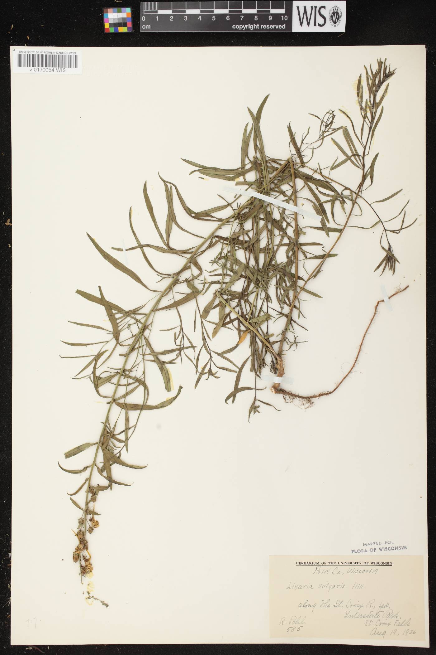 Linaria vulgaris image