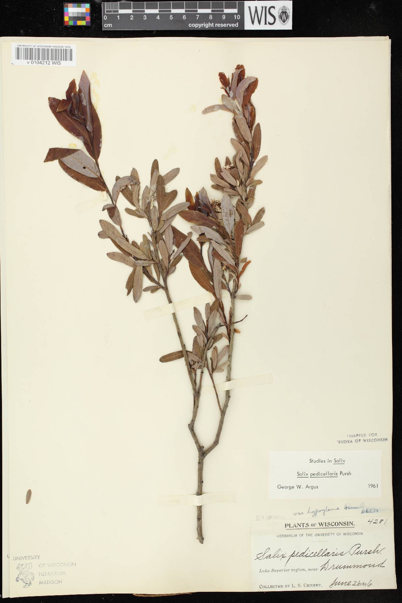 Salix pedicellaris image