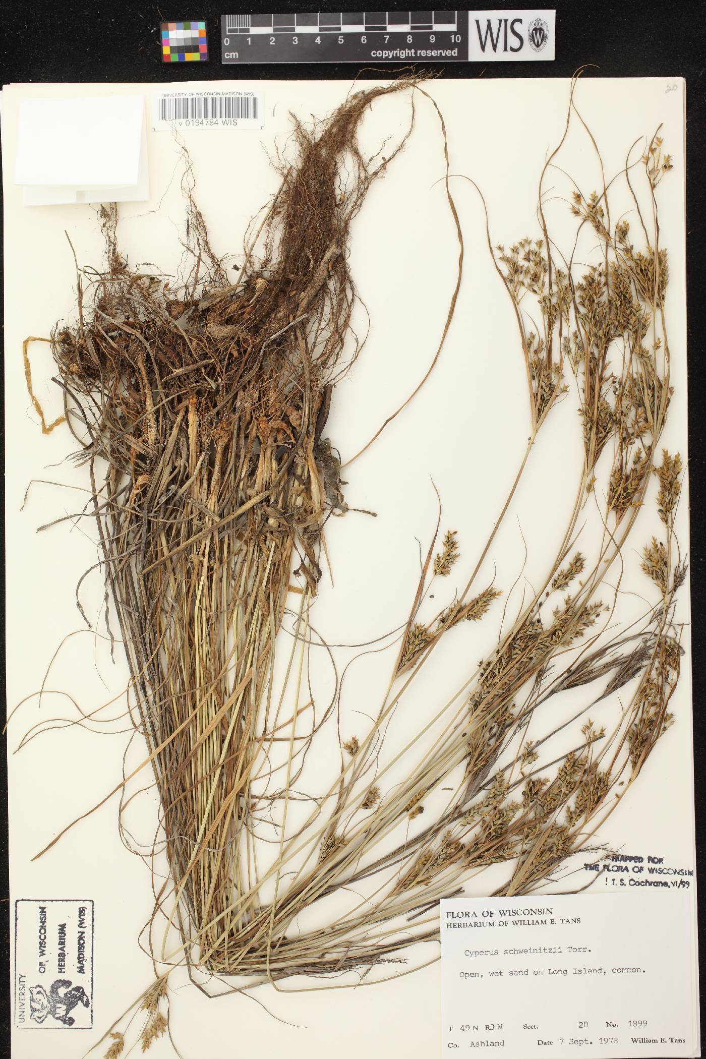 Cyperus schweinitzii image