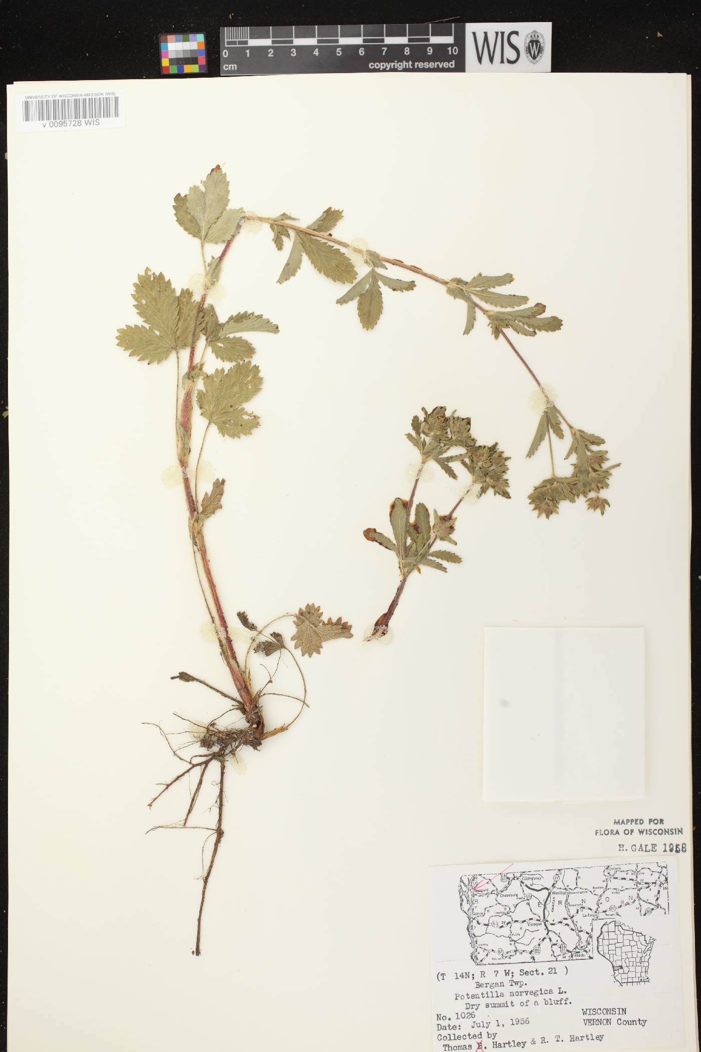 Potentilla norvegica image