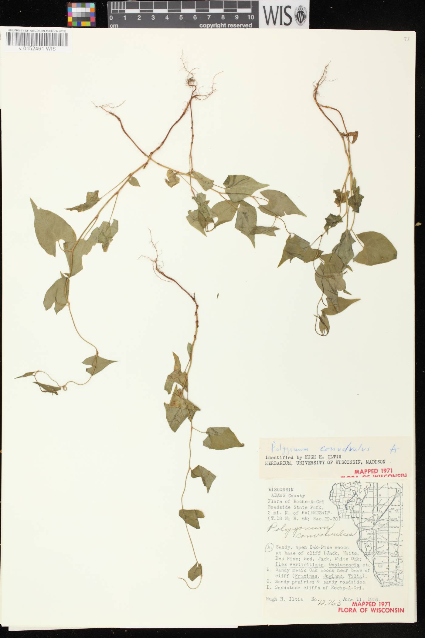 Fallopia convolvulus image