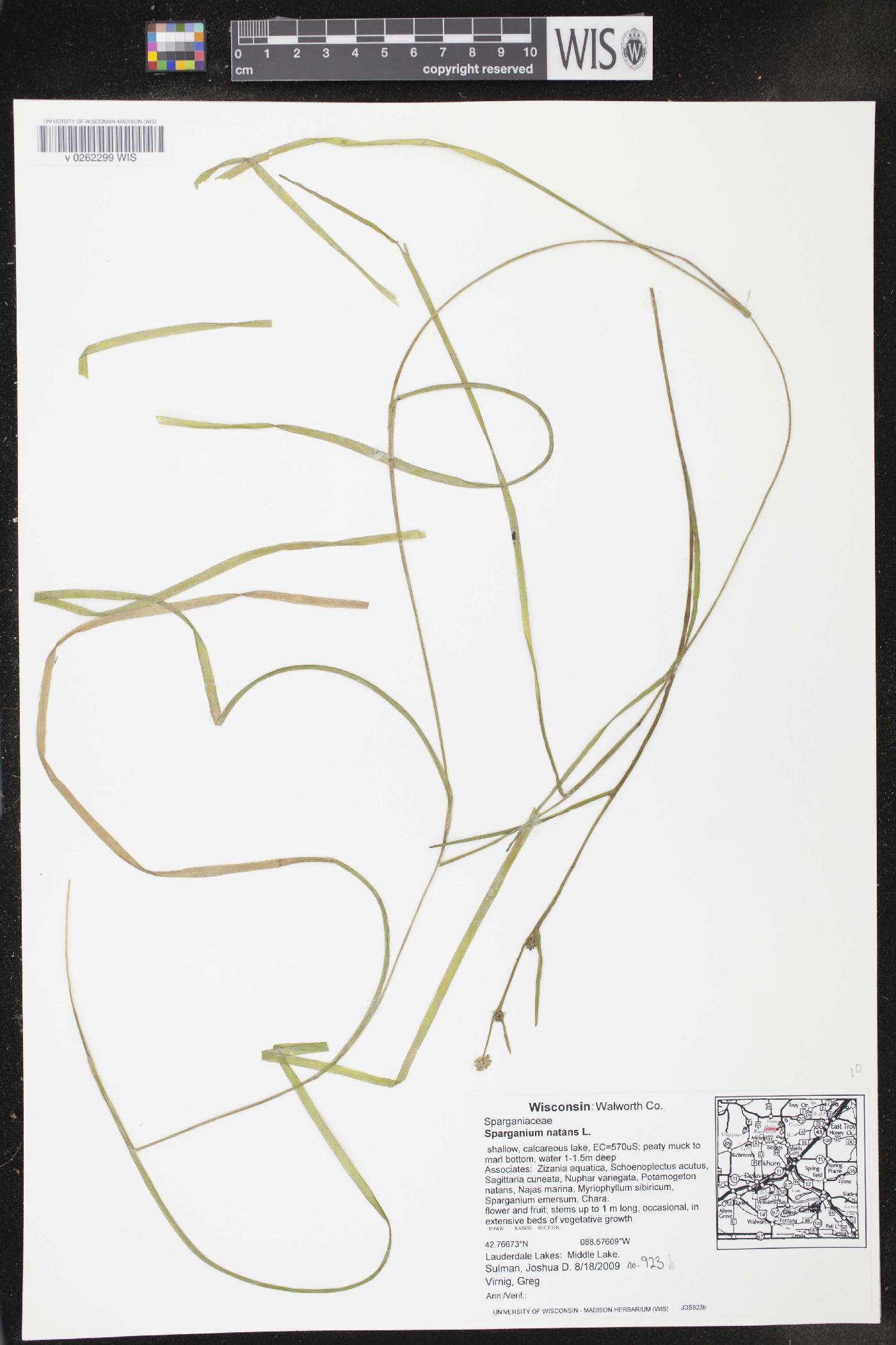 Sparganium natans image