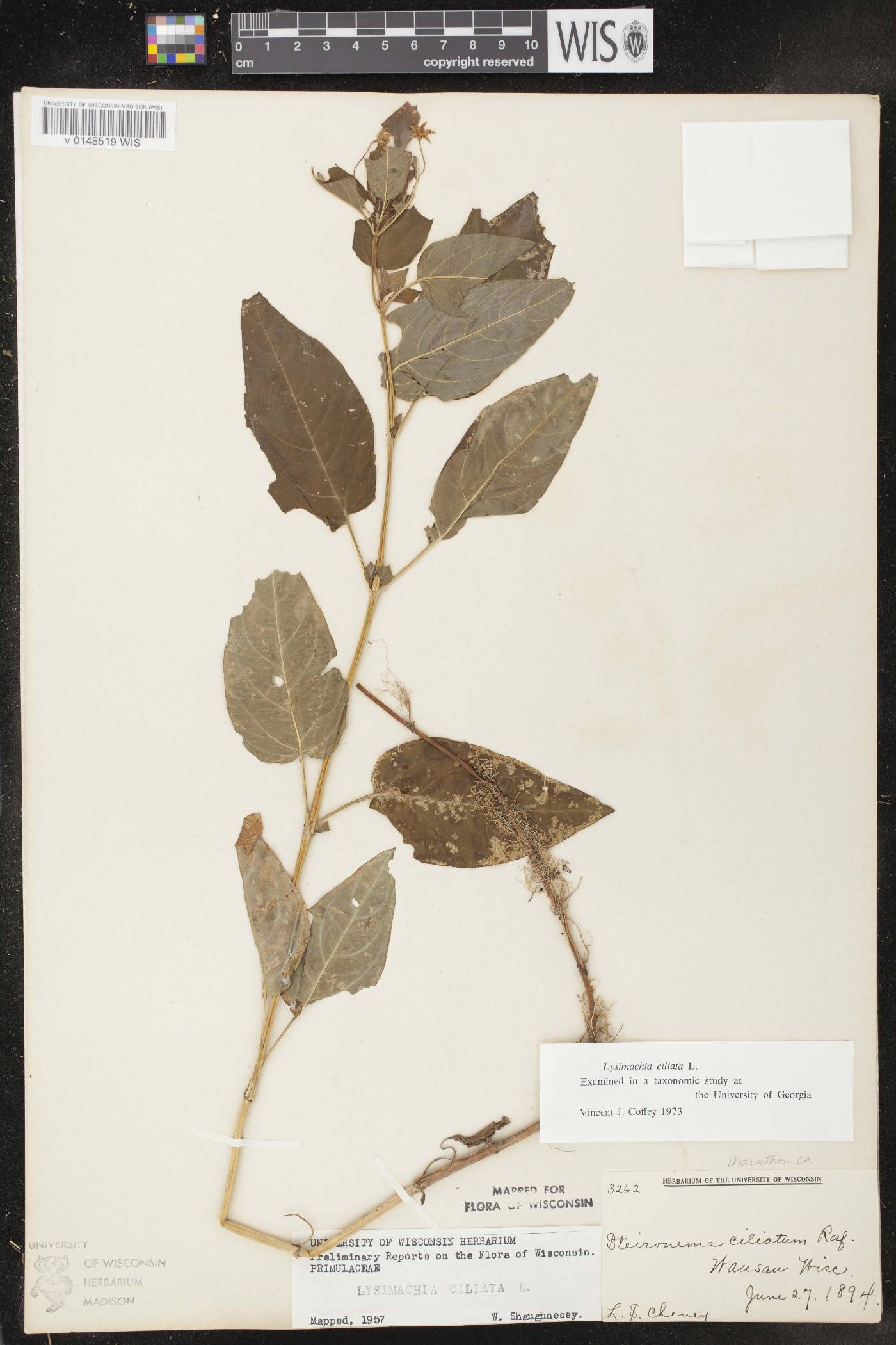 Lysimachia ciliata image