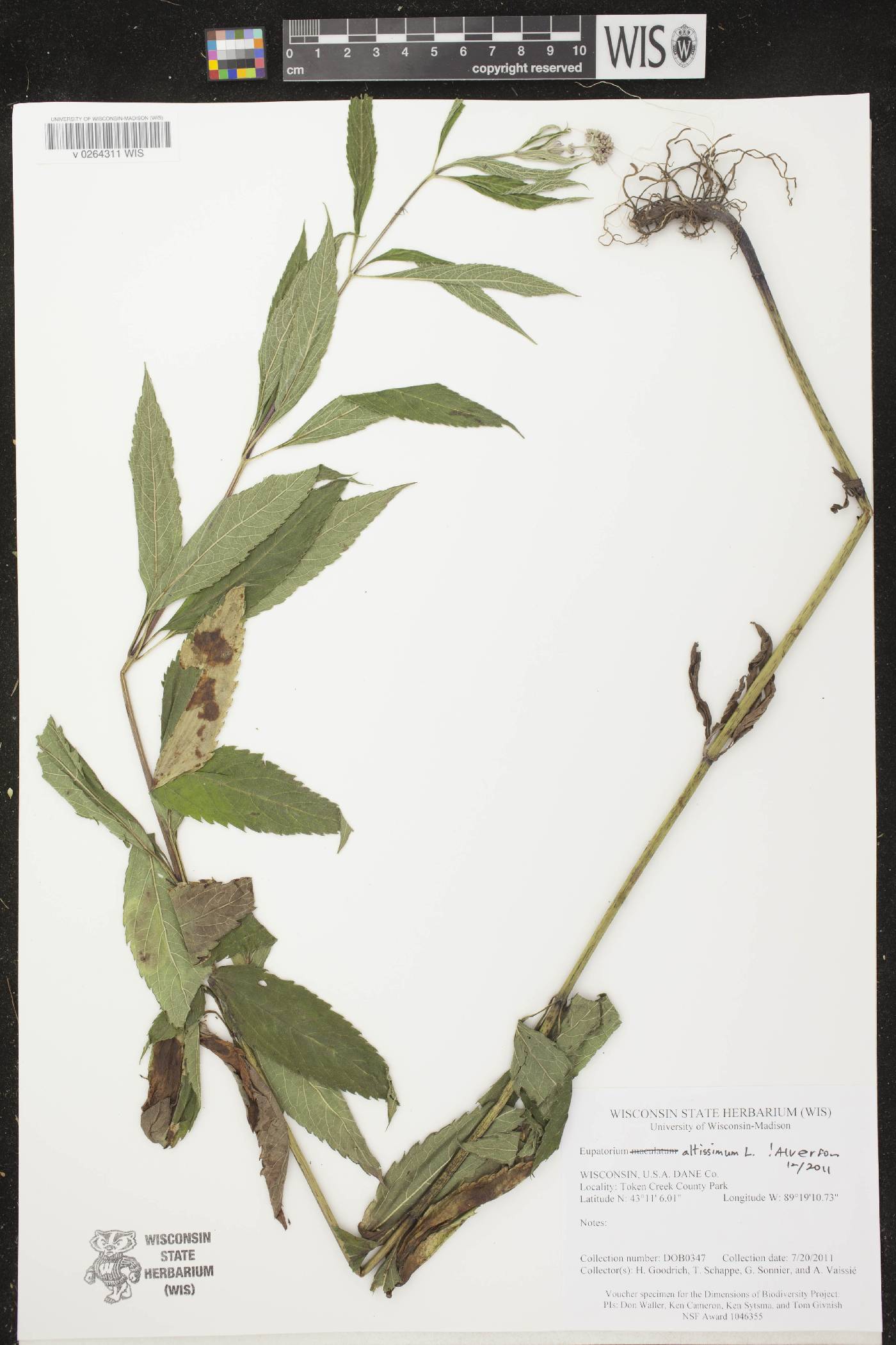 Eupatorium altissimum image