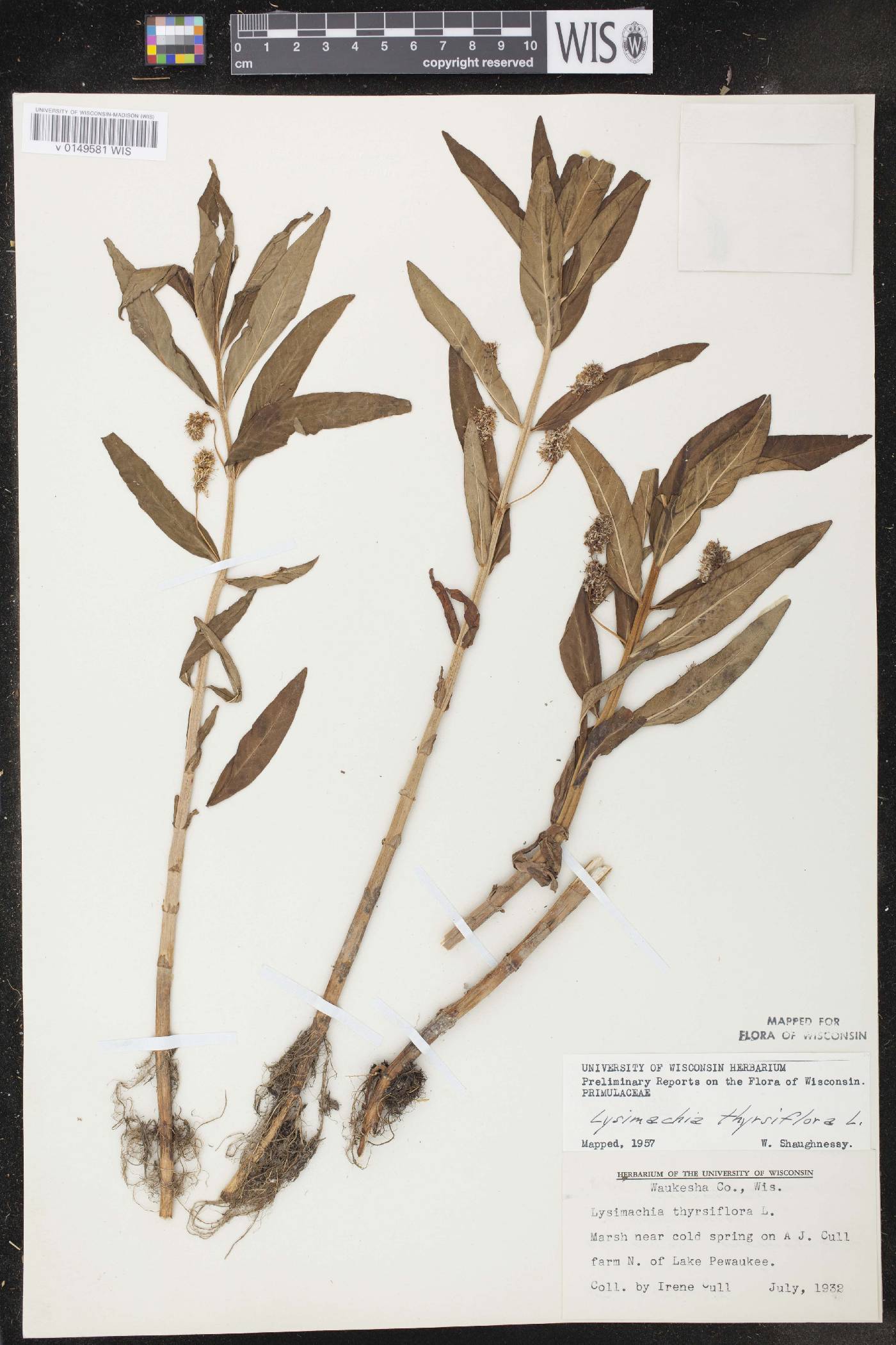 Lysimachia thyrsiflora image