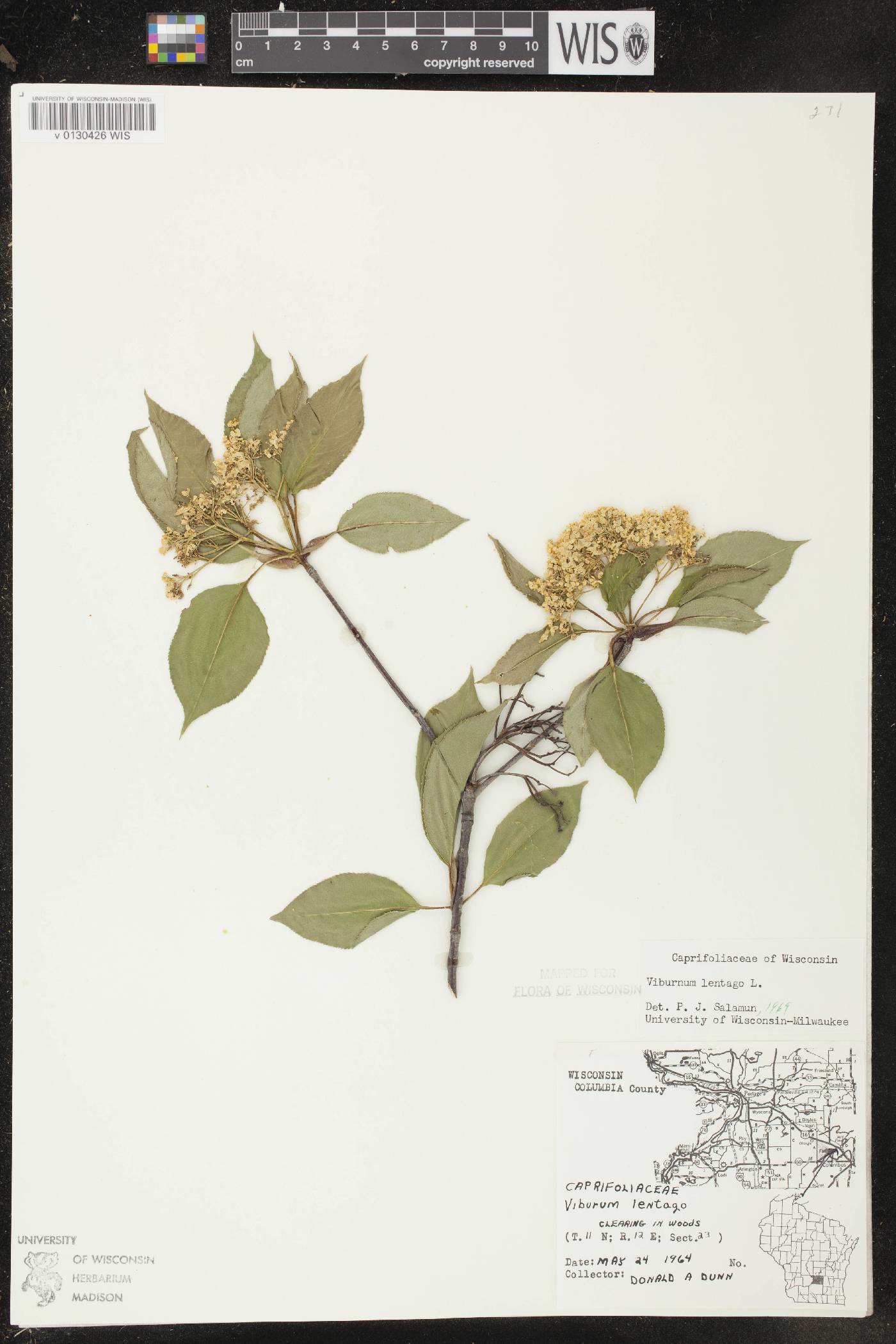 Viburnum lentago image