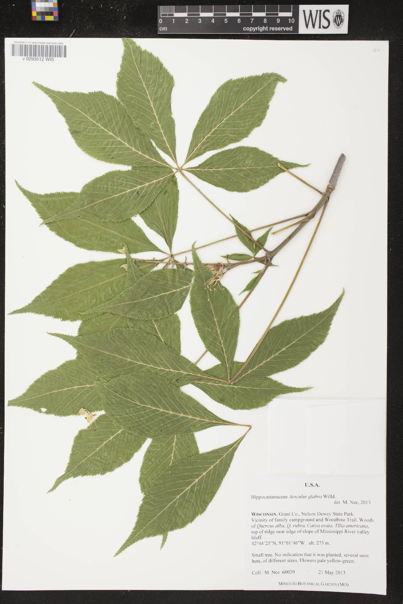 Aesculus glabra image