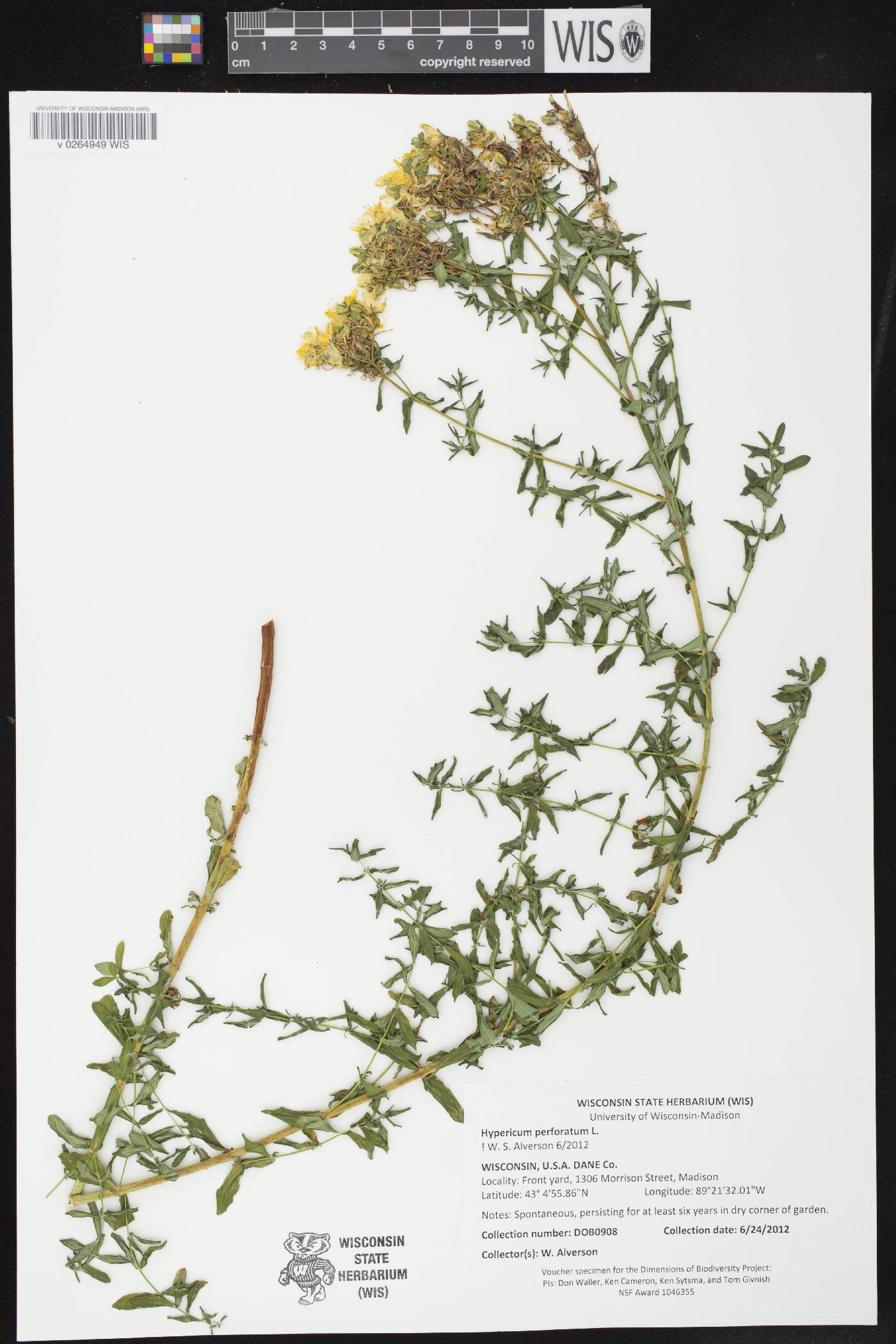 Hypericum perforatum image