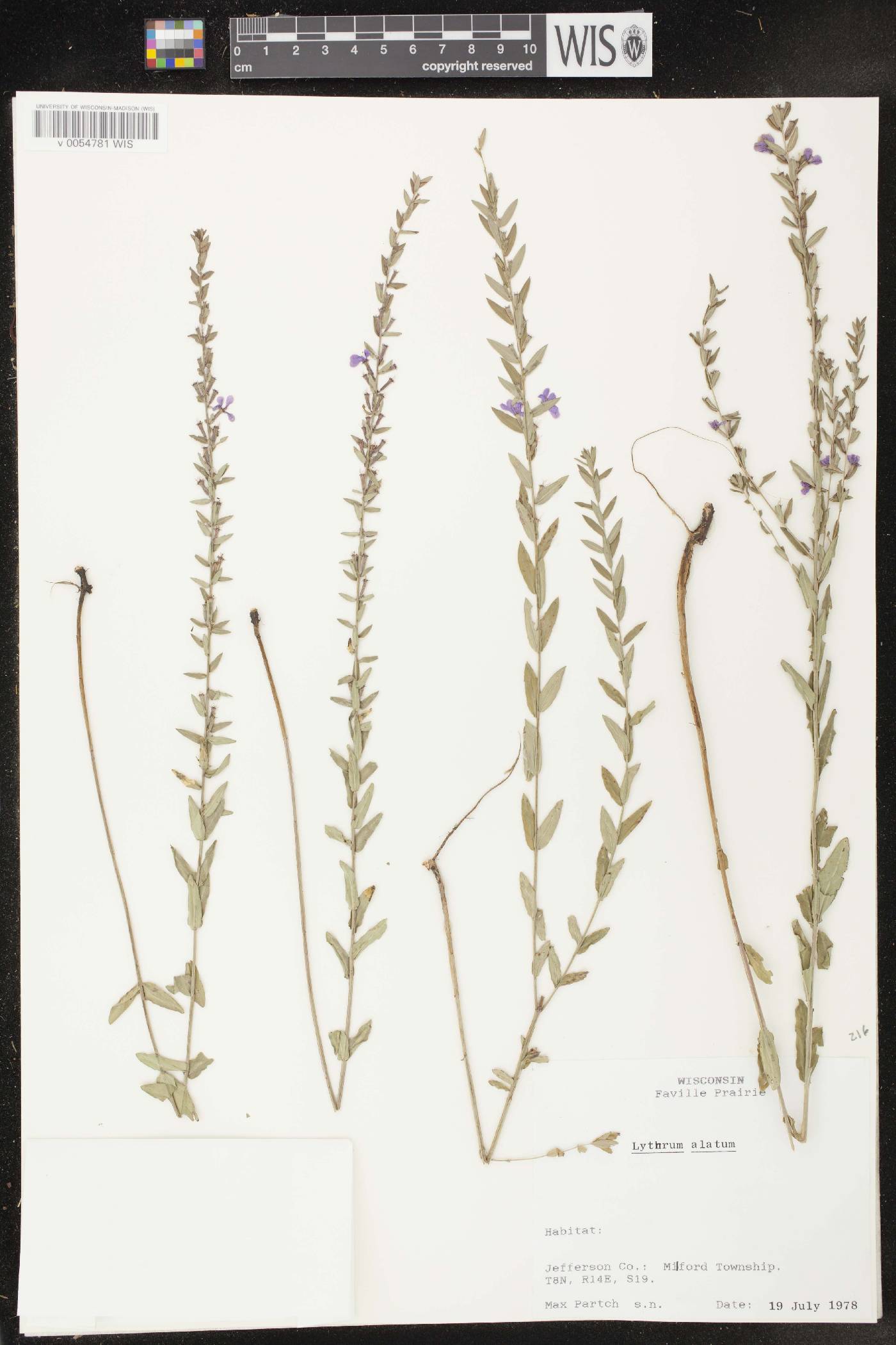 Lythrum alatum var. alatum image