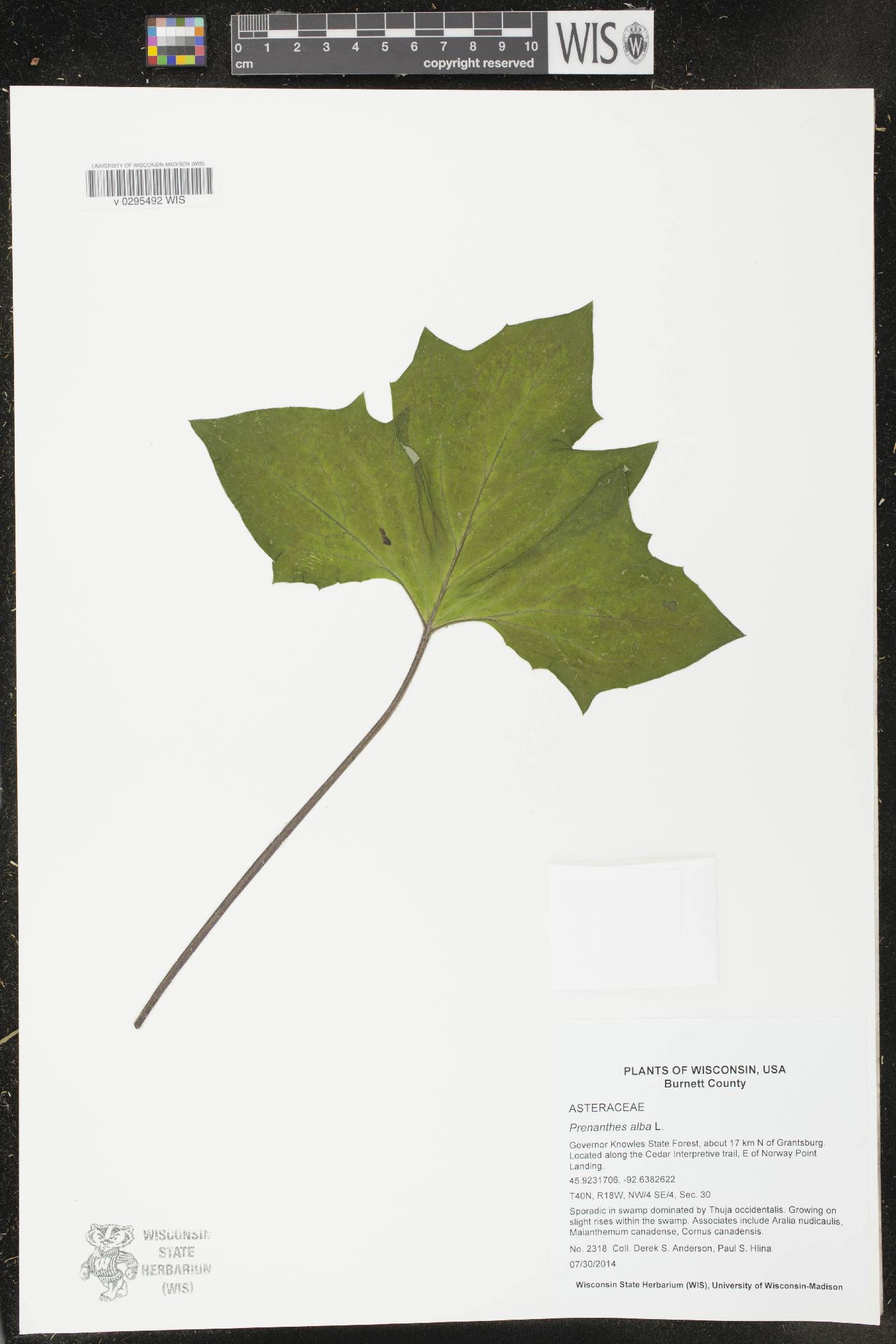 Prenanthes alba image