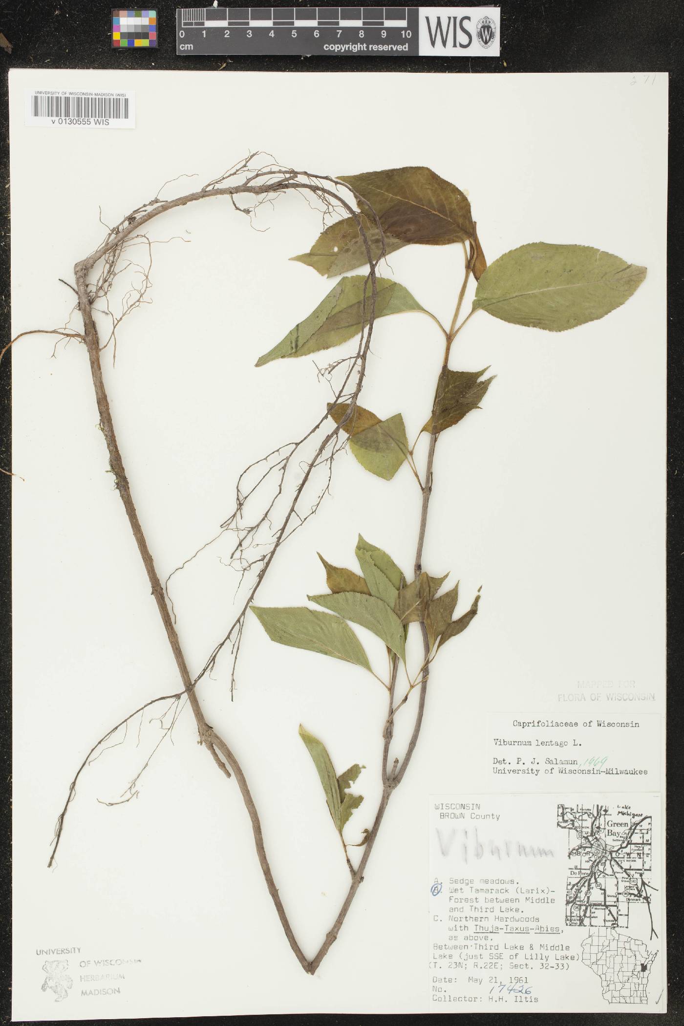 Viburnum lentago image