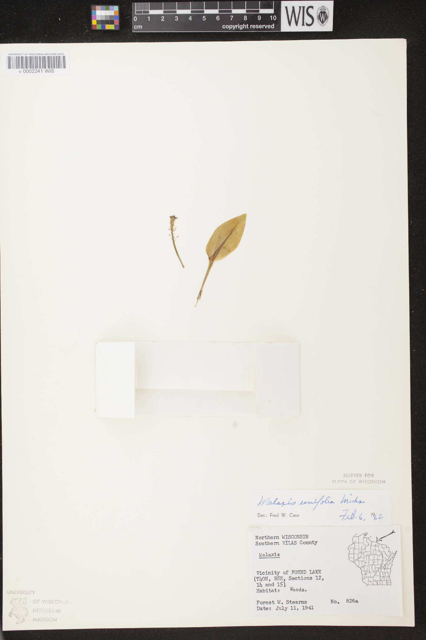 Malaxis unifolia image