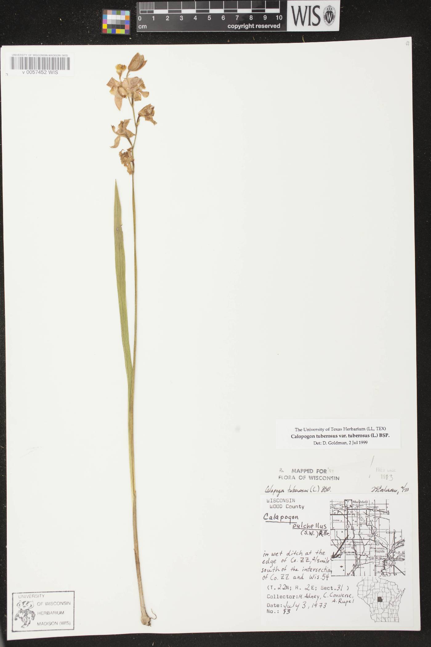 Calopogon tuberosus var. tuberosus image
