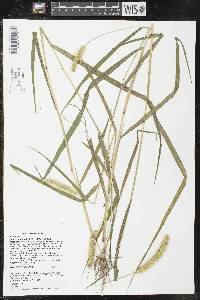 Image of Setaria pumila