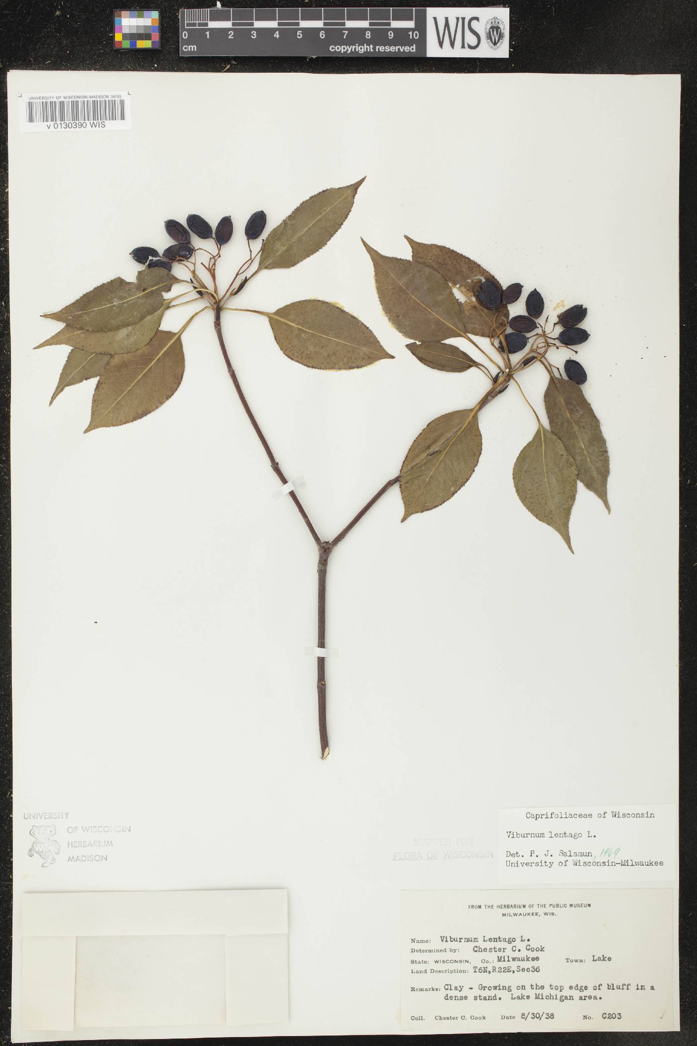 Viburnum lentago image