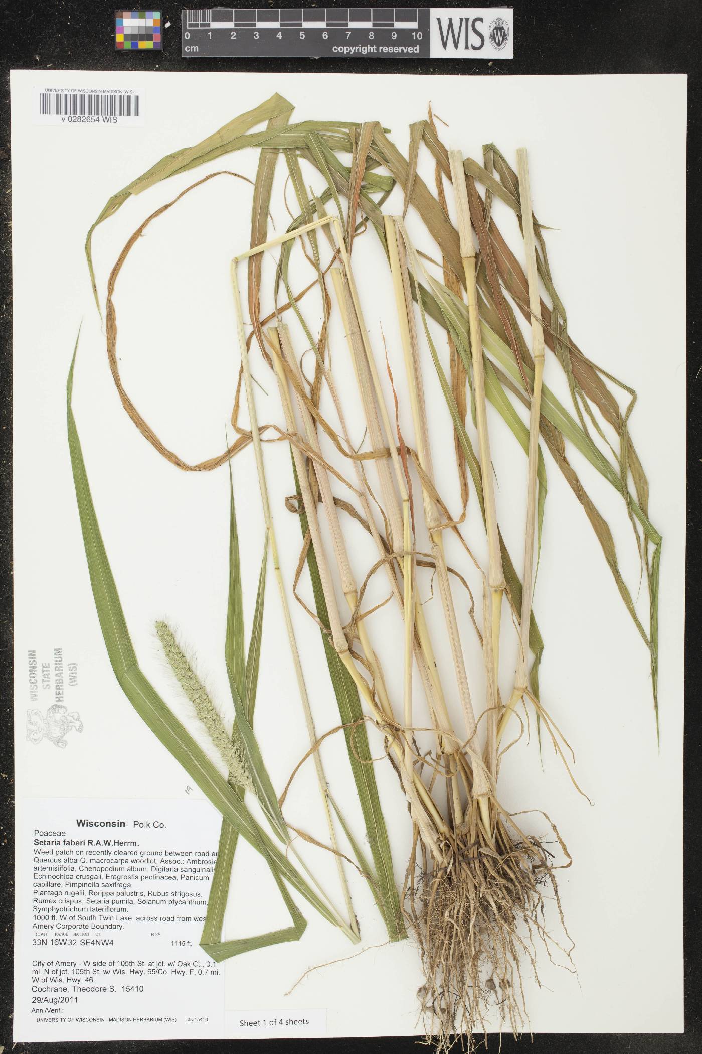 Setaria faberi image