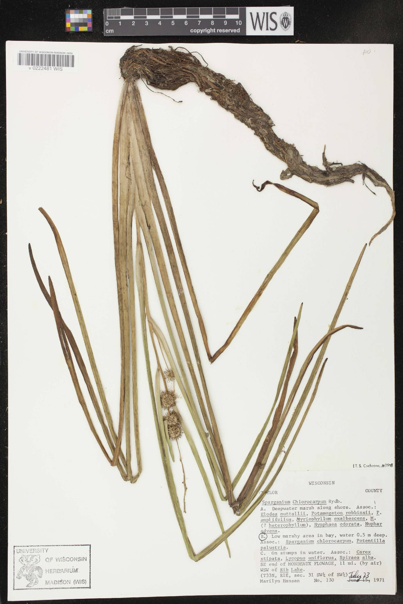 Sparganium emersum image