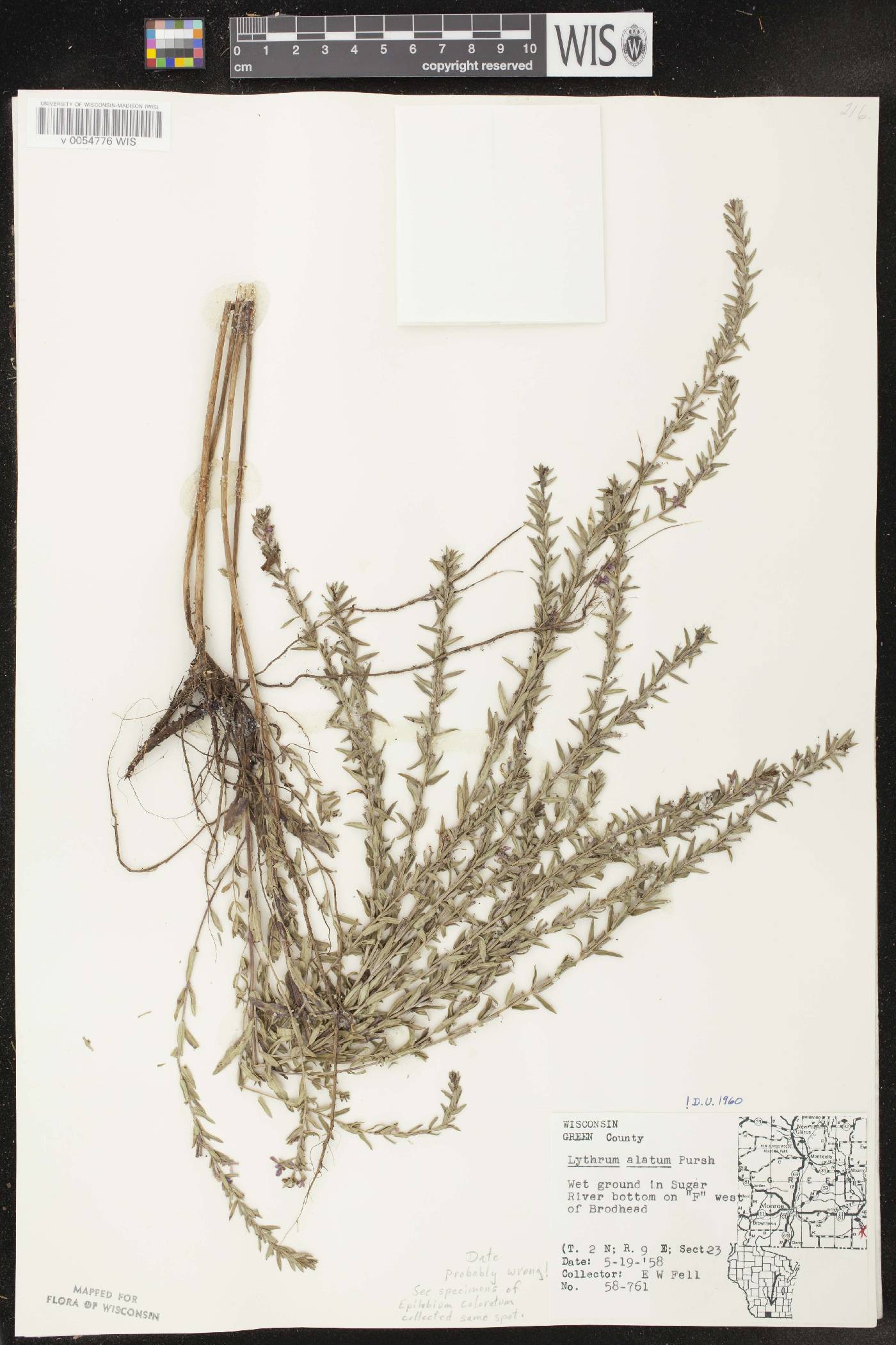 Lythrum alatum var. alatum image
