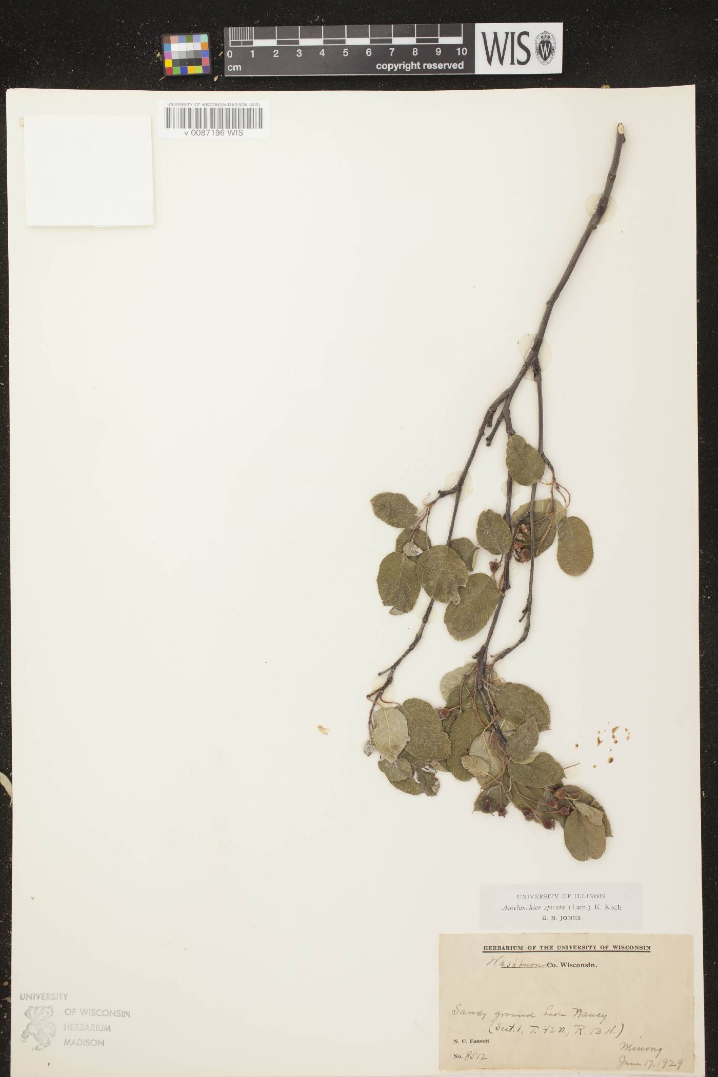 Amelanchier spicata image