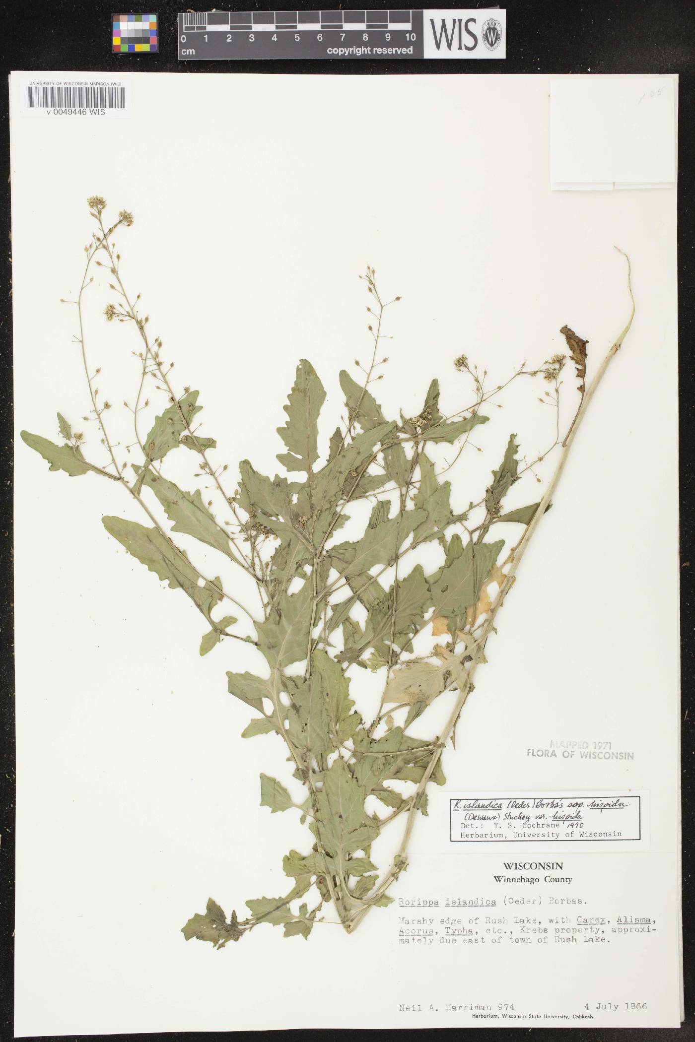 Rorippa palustris subsp. hispida image
