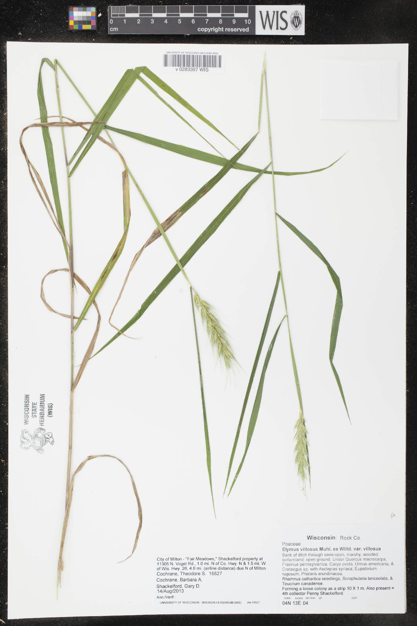 Elymus villosus var. villosus image