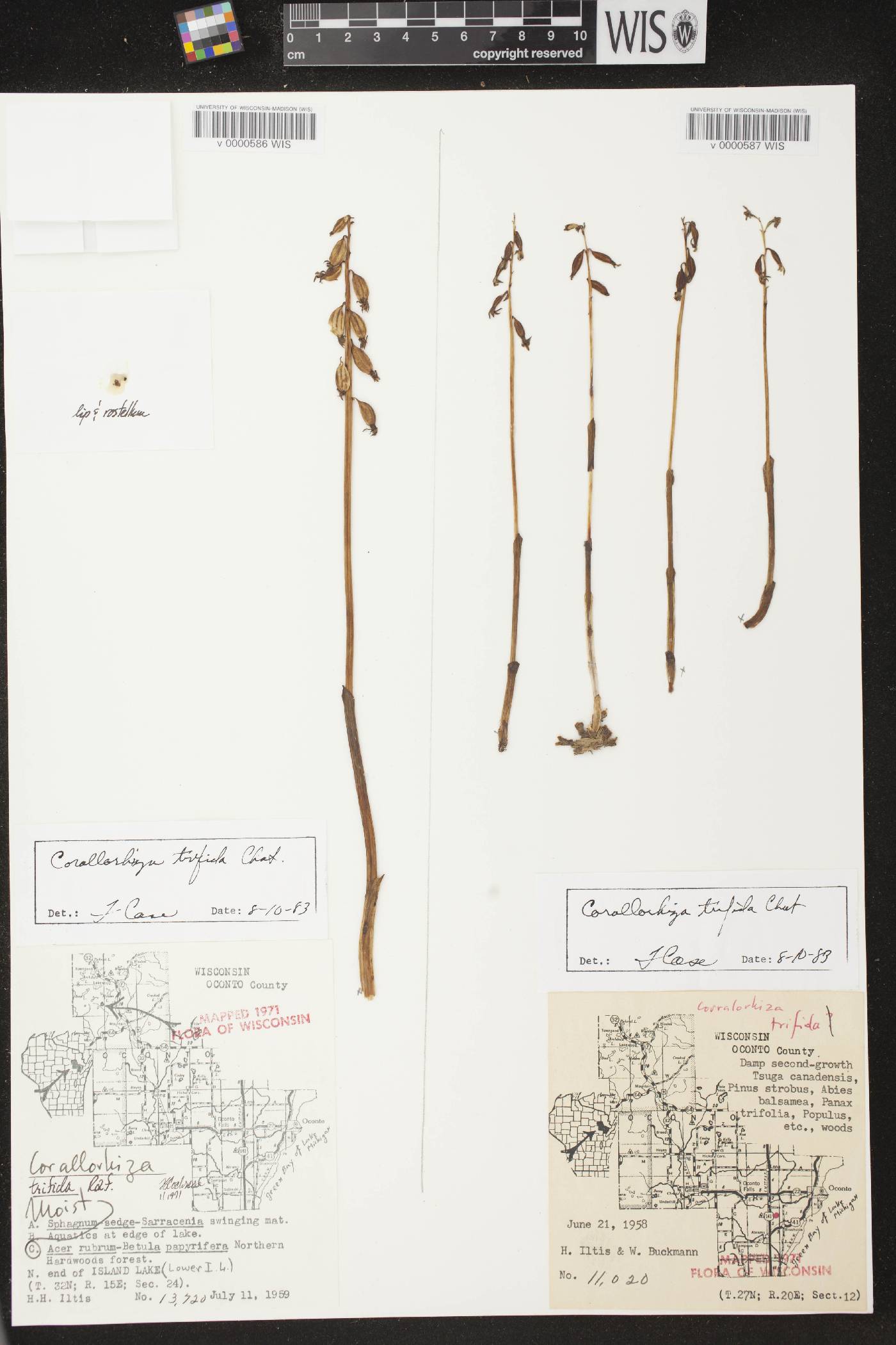 Corallorhiza trifida image