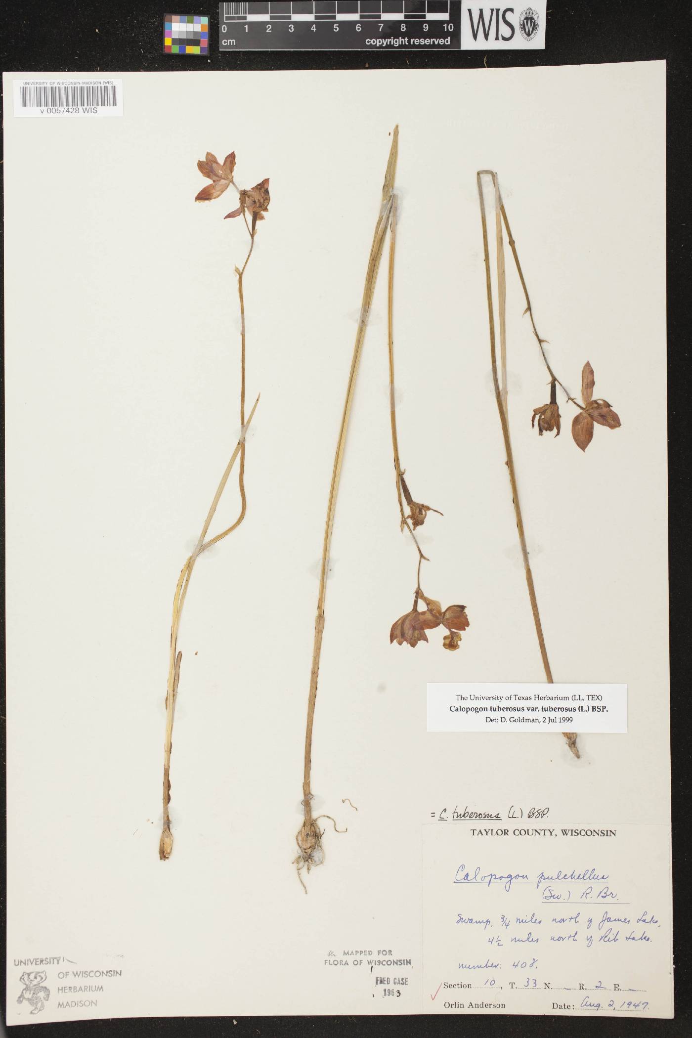 Calopogon tuberosus var. tuberosus image