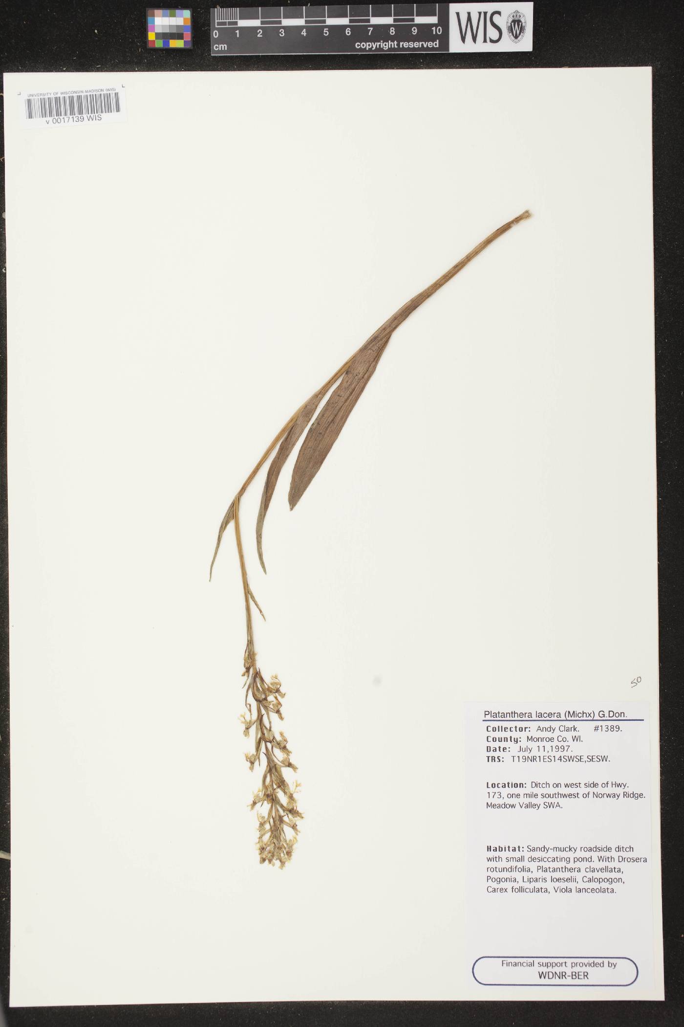 Platanthera lacera image