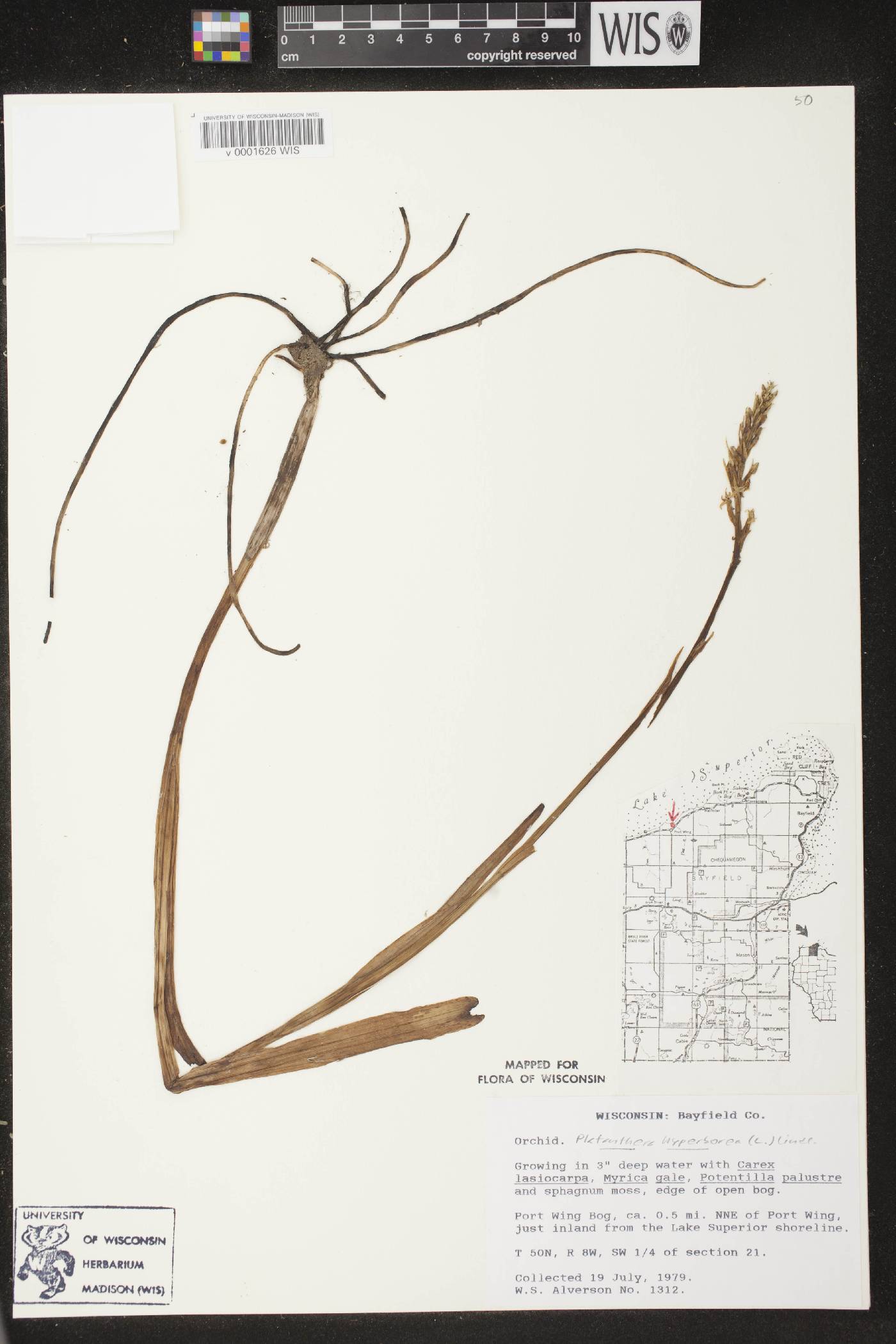 Platanthera huronensis image