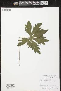 Image of Petasites frigidus