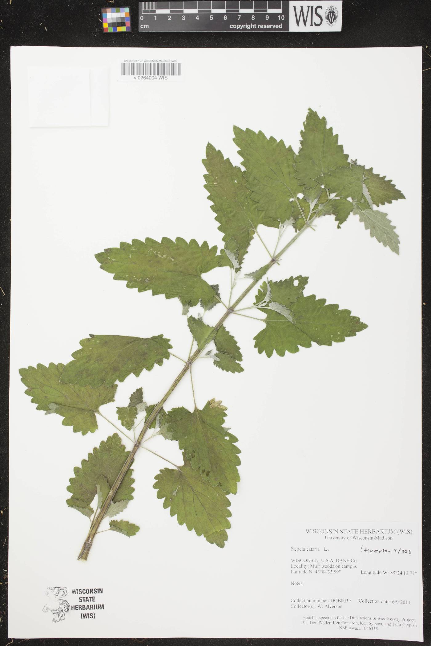 Nepeta cataria image