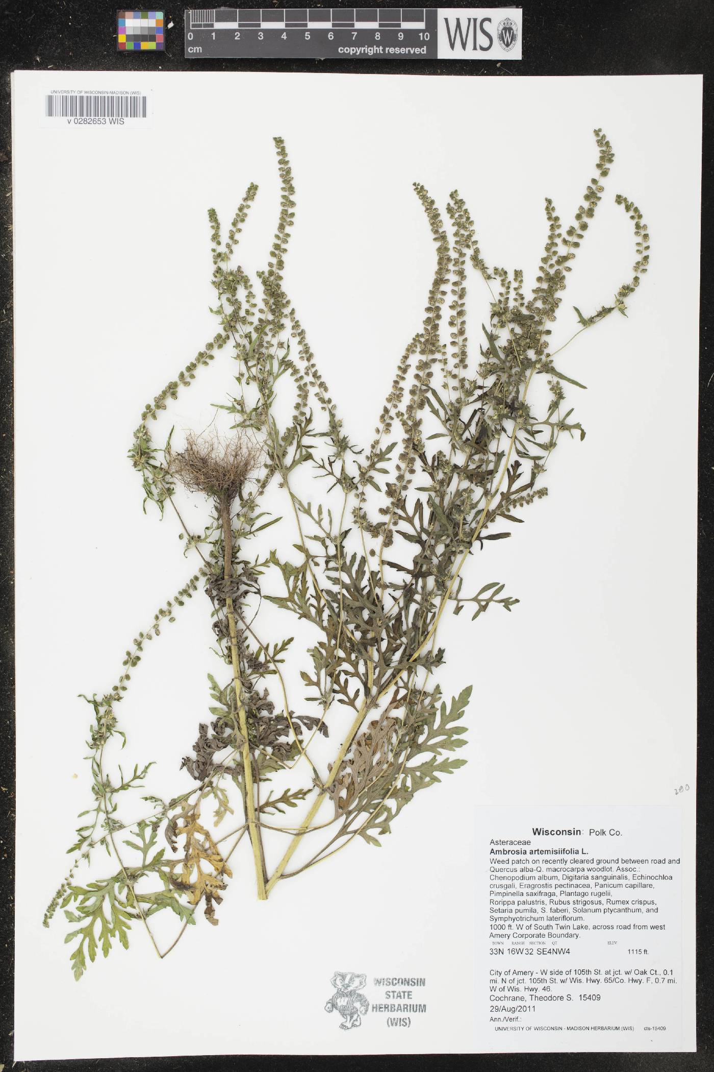 Ambrosia artemisiifolia image