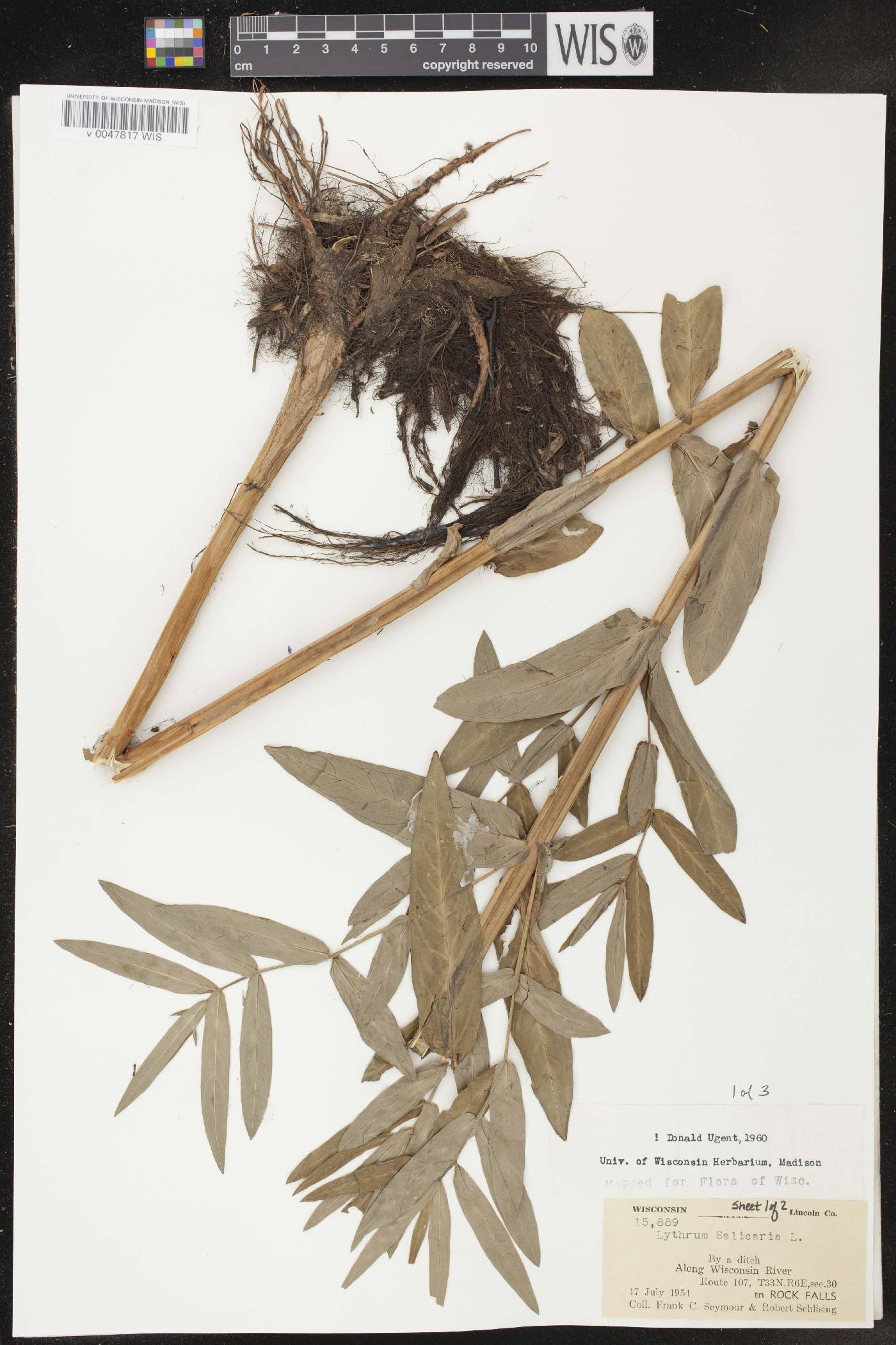 Lythrum salicaria image
