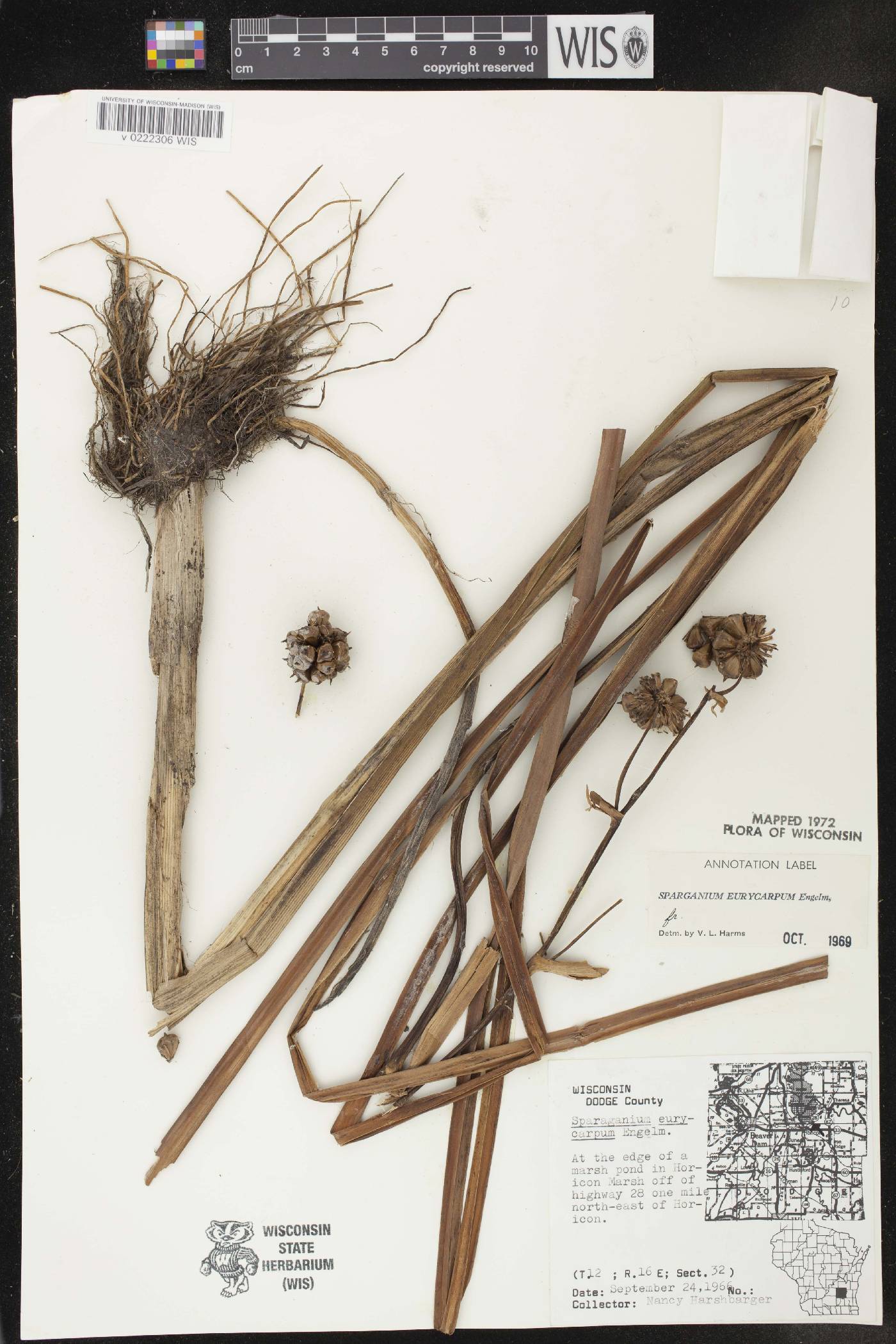 Sparganium eurycarpum image