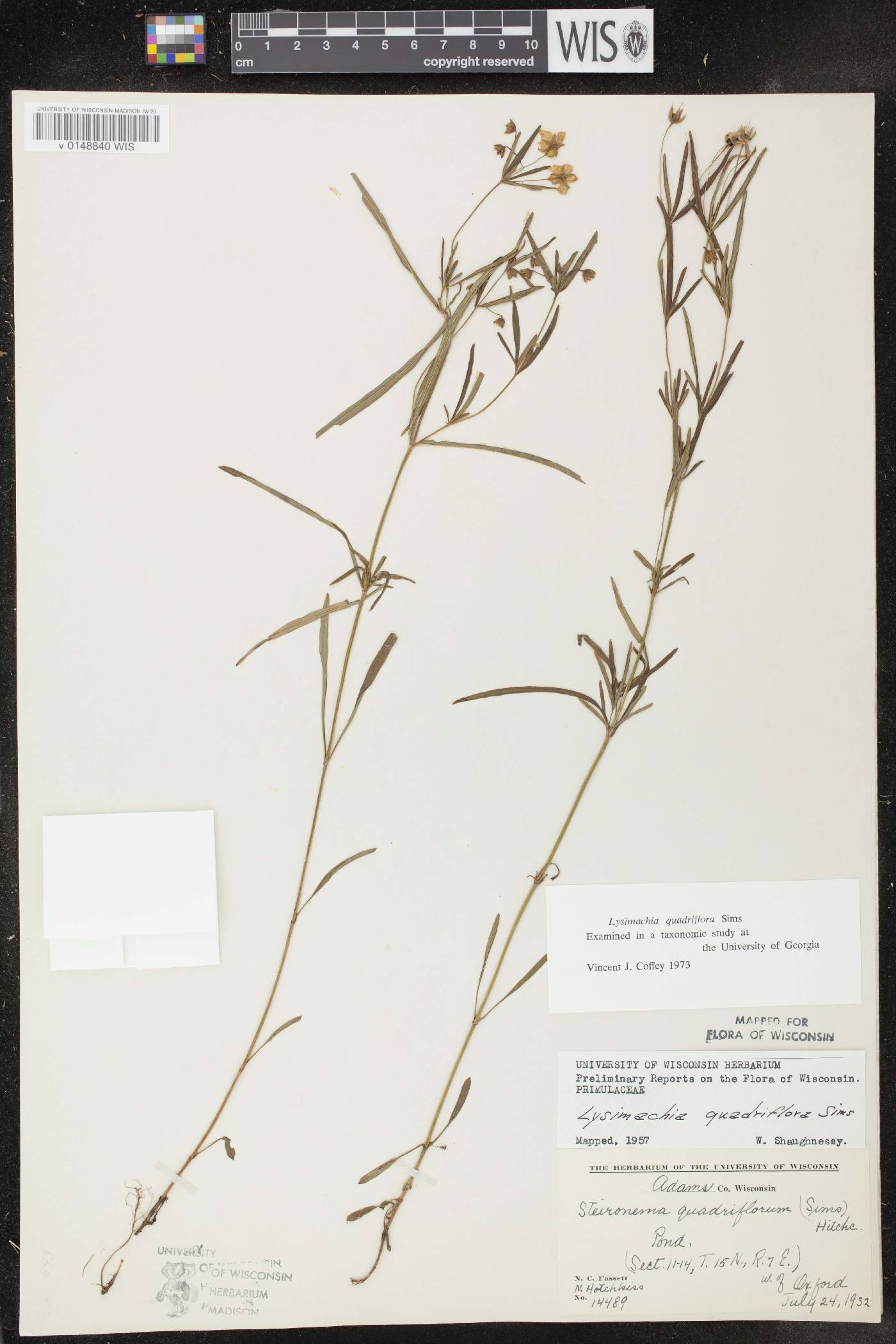 Lysimachia quadriflora image