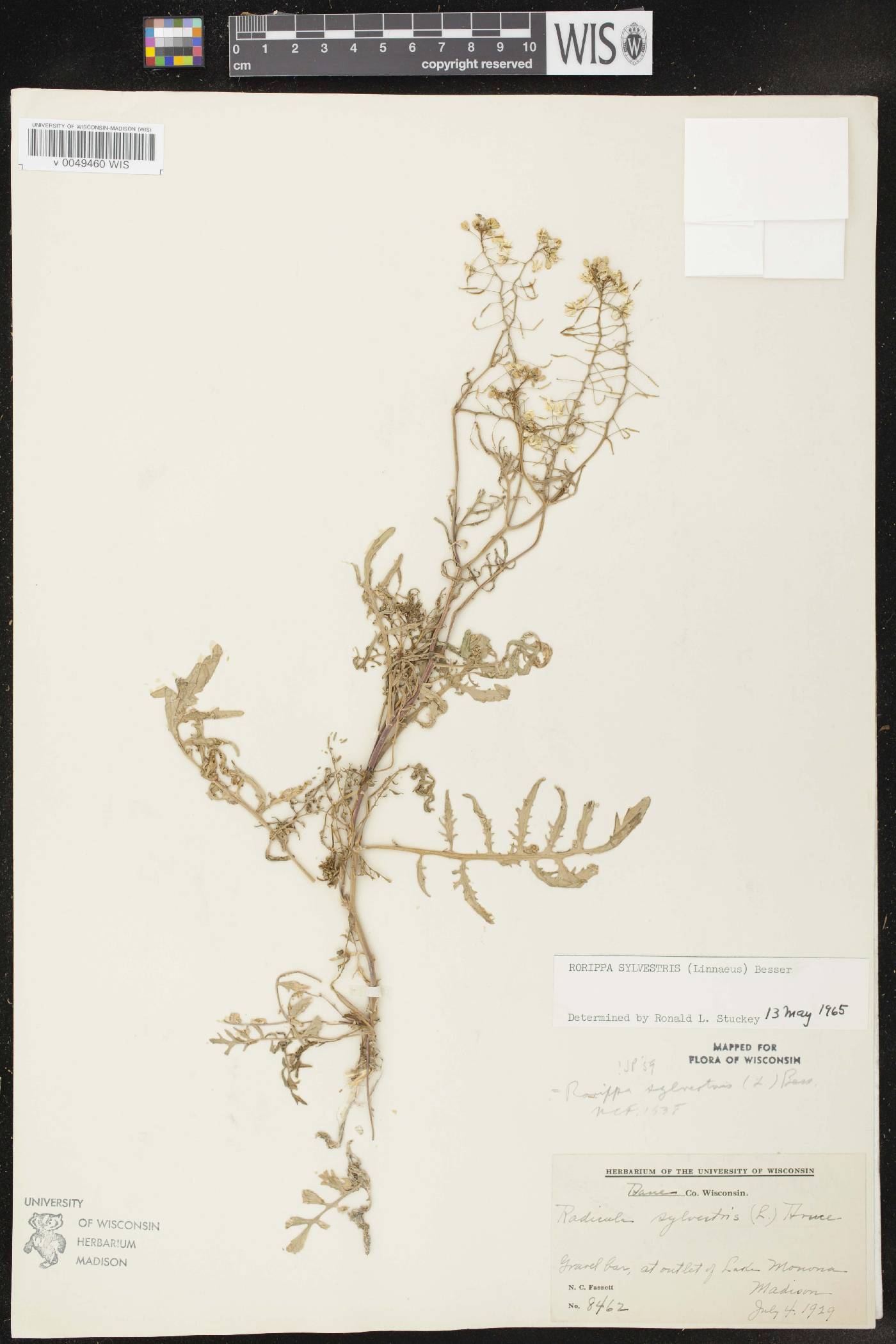 Rorippa sylvestris image