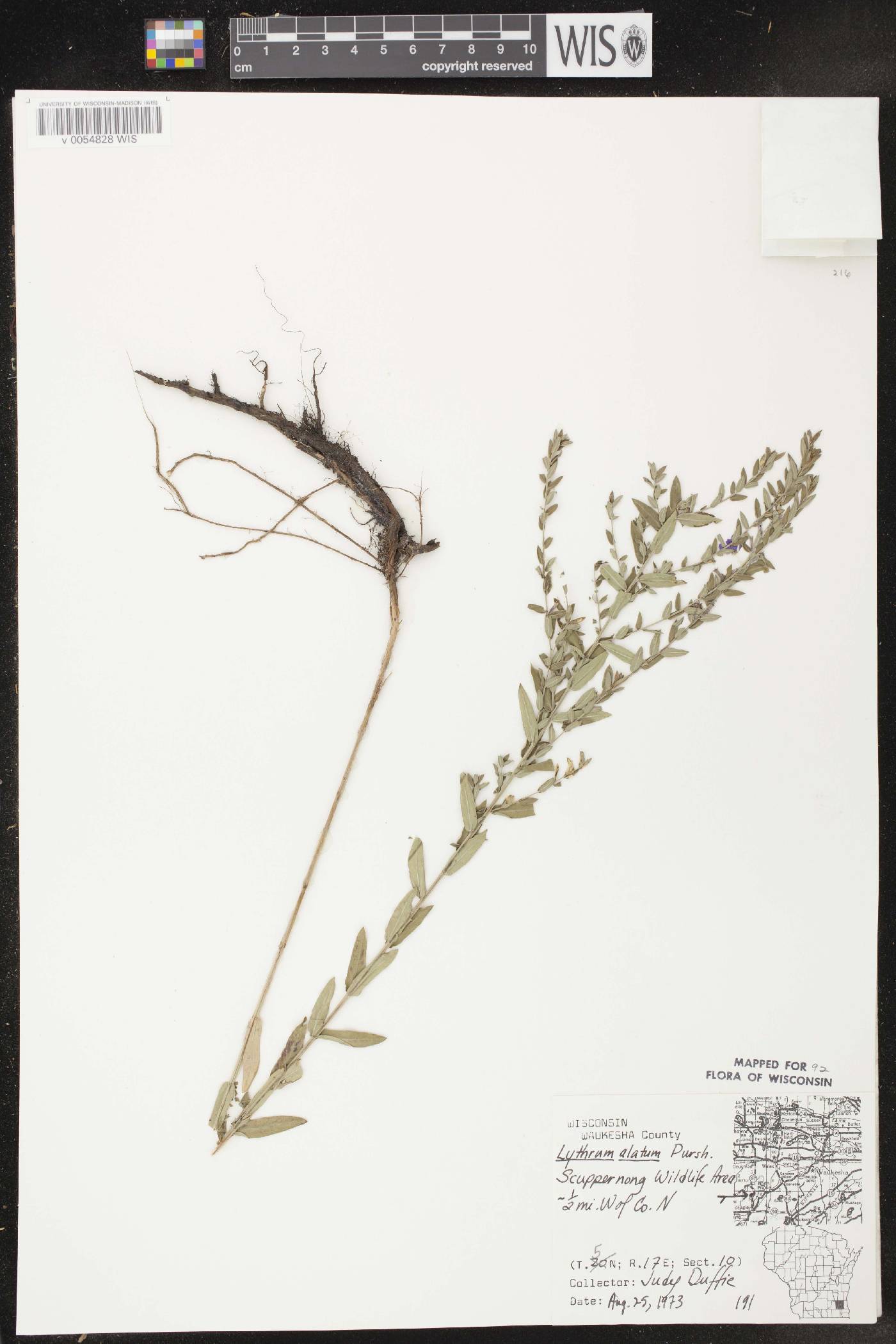 Lythrum alatum var. alatum image
