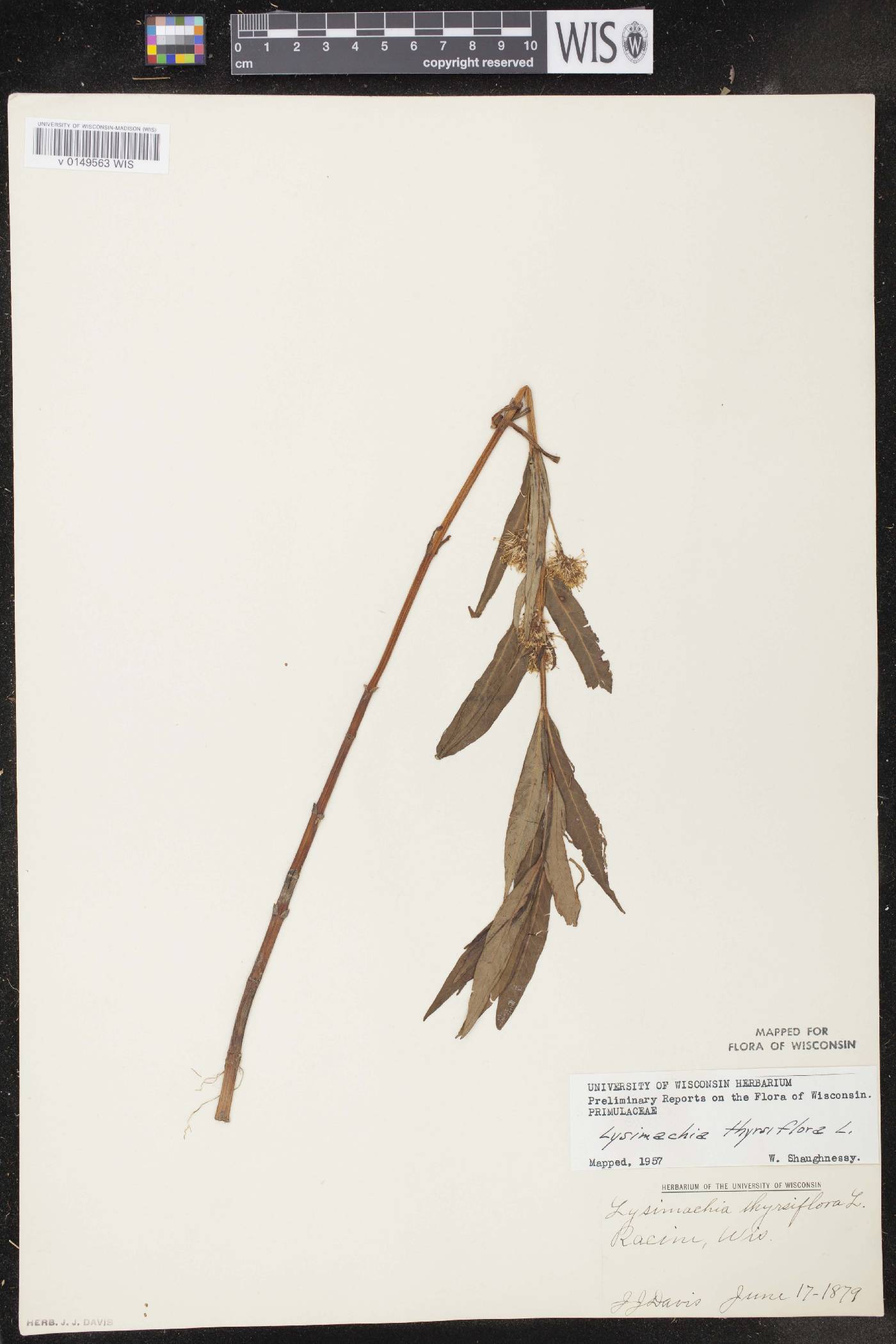 Lysimachia thyrsiflora image