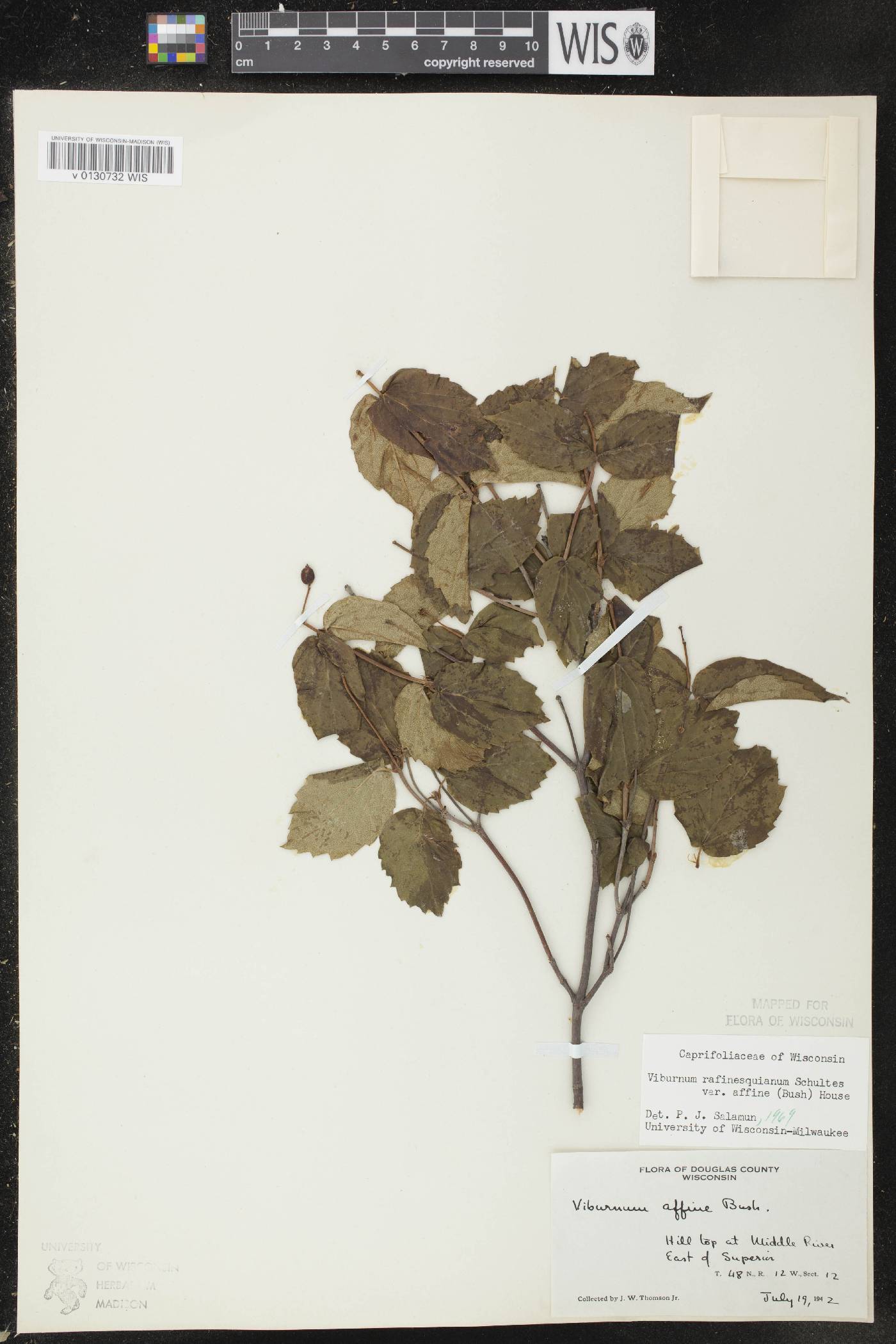 Viburnum rafinesquianum var. affine image