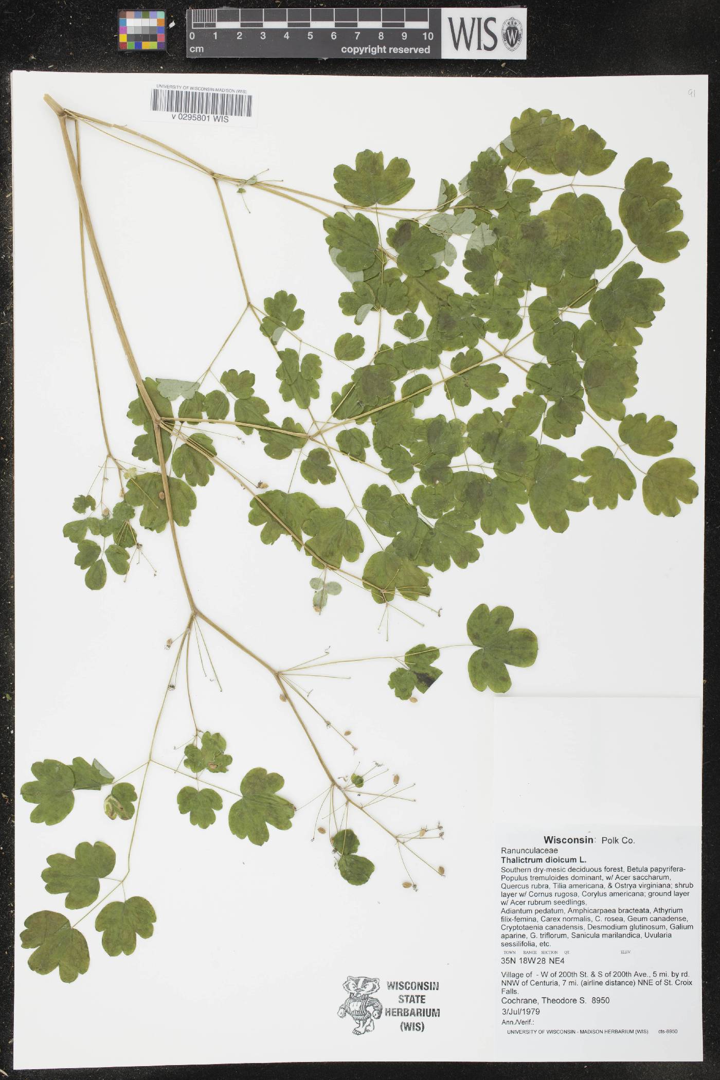 Thalictrum dioicum image