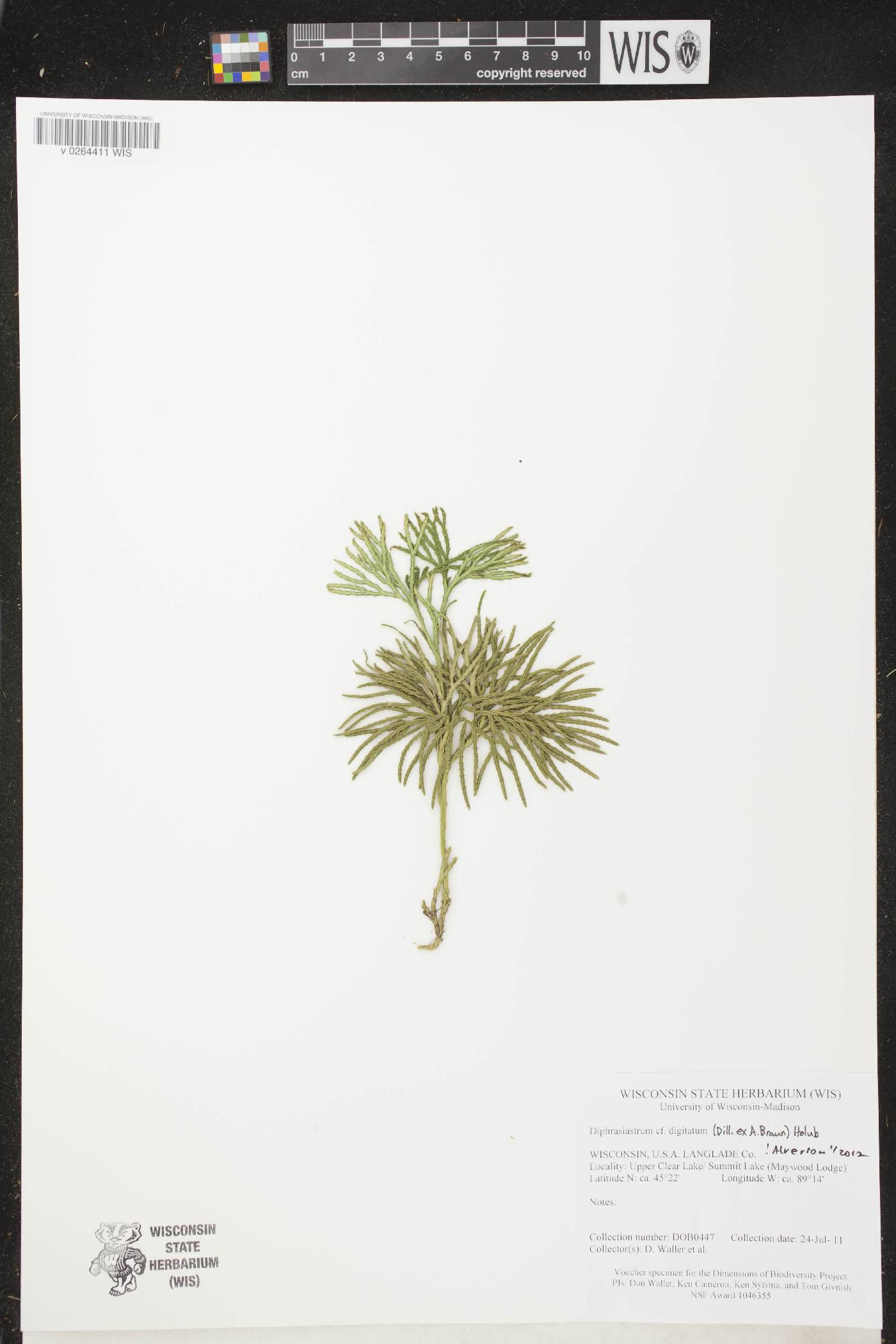 Diphasiastrum digitatum image