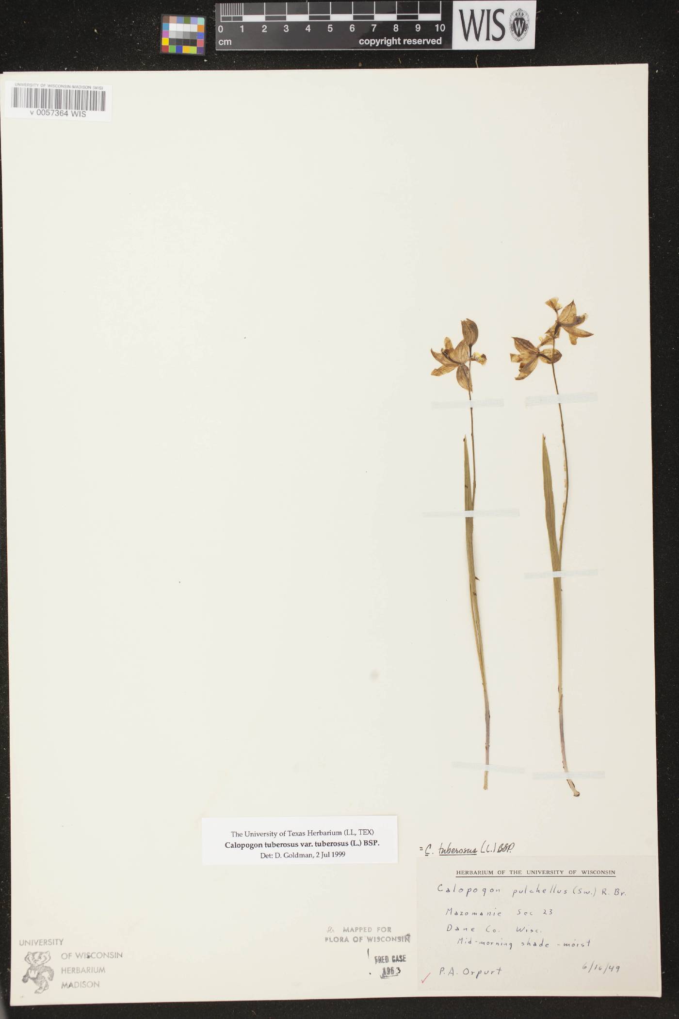 Calopogon tuberosus image